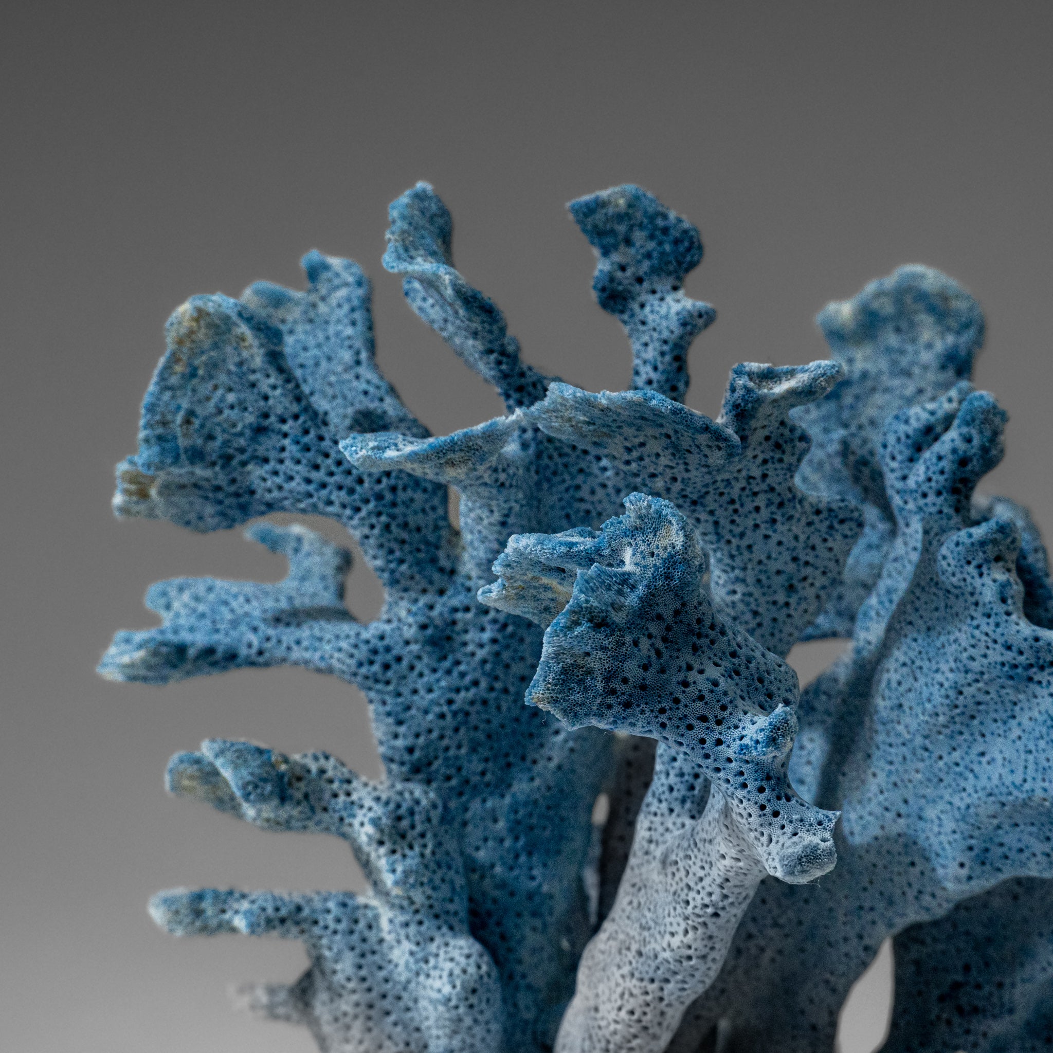 Genuine Blue Ridge Coral (7", .8 lbs)