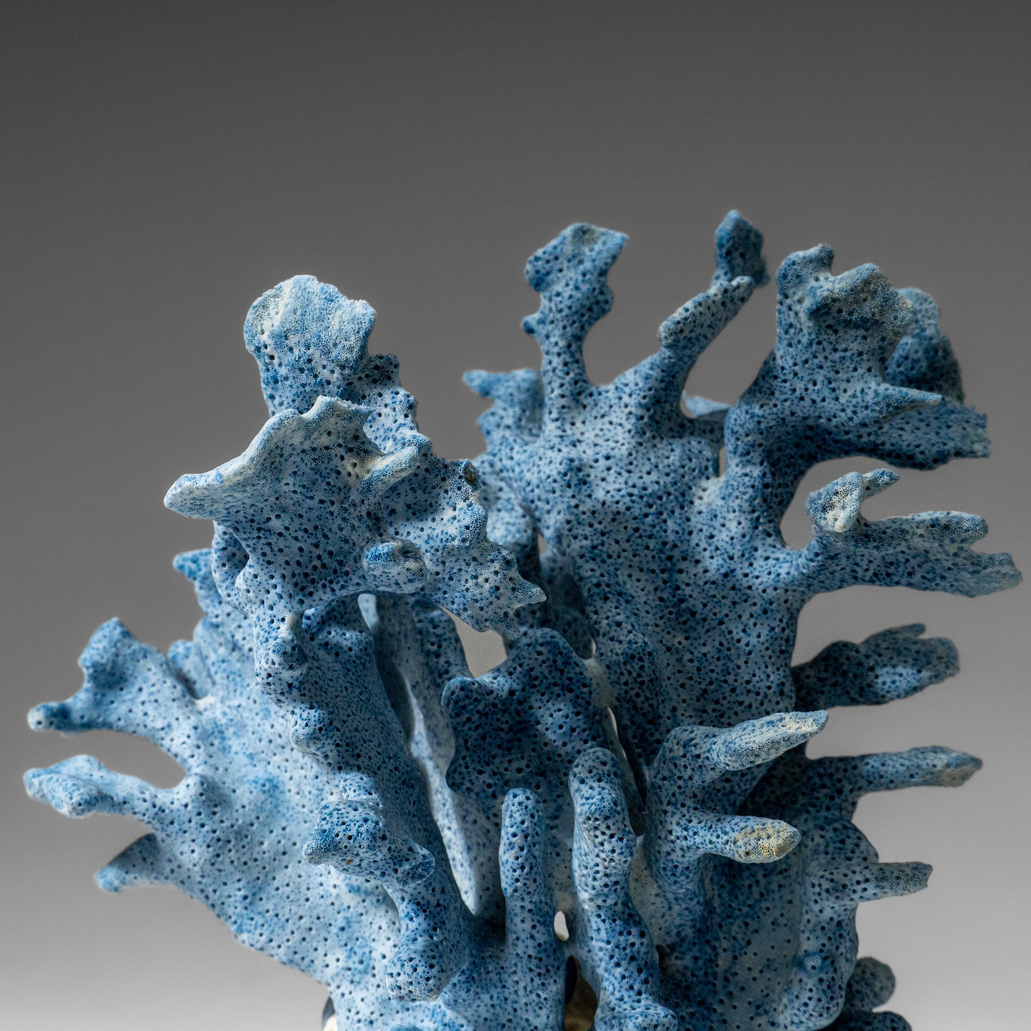 Genuine Blue Ridge Coral (7", .8 lbs)