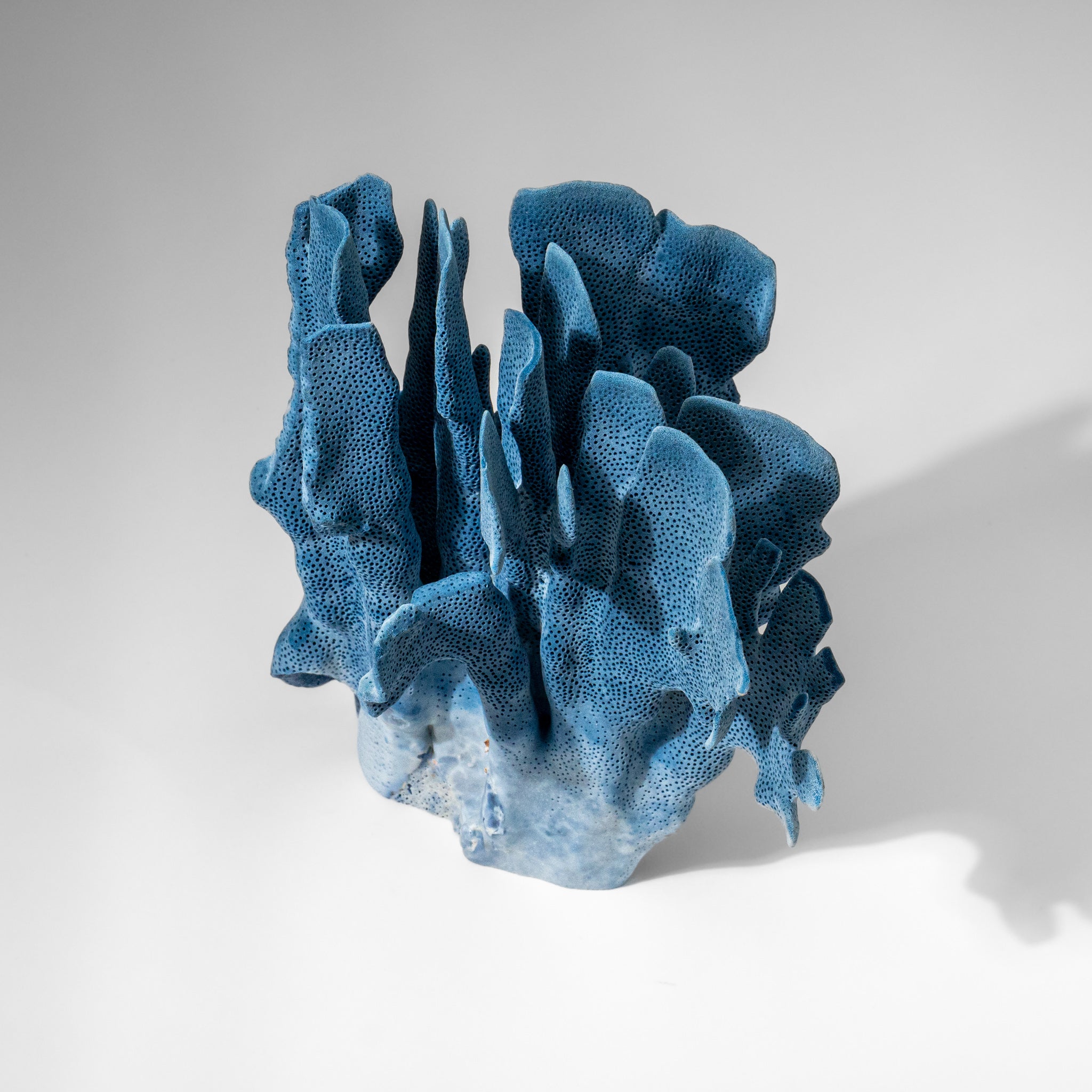 Genuine Blue Ridge Coral (9", 2.9 lbs)