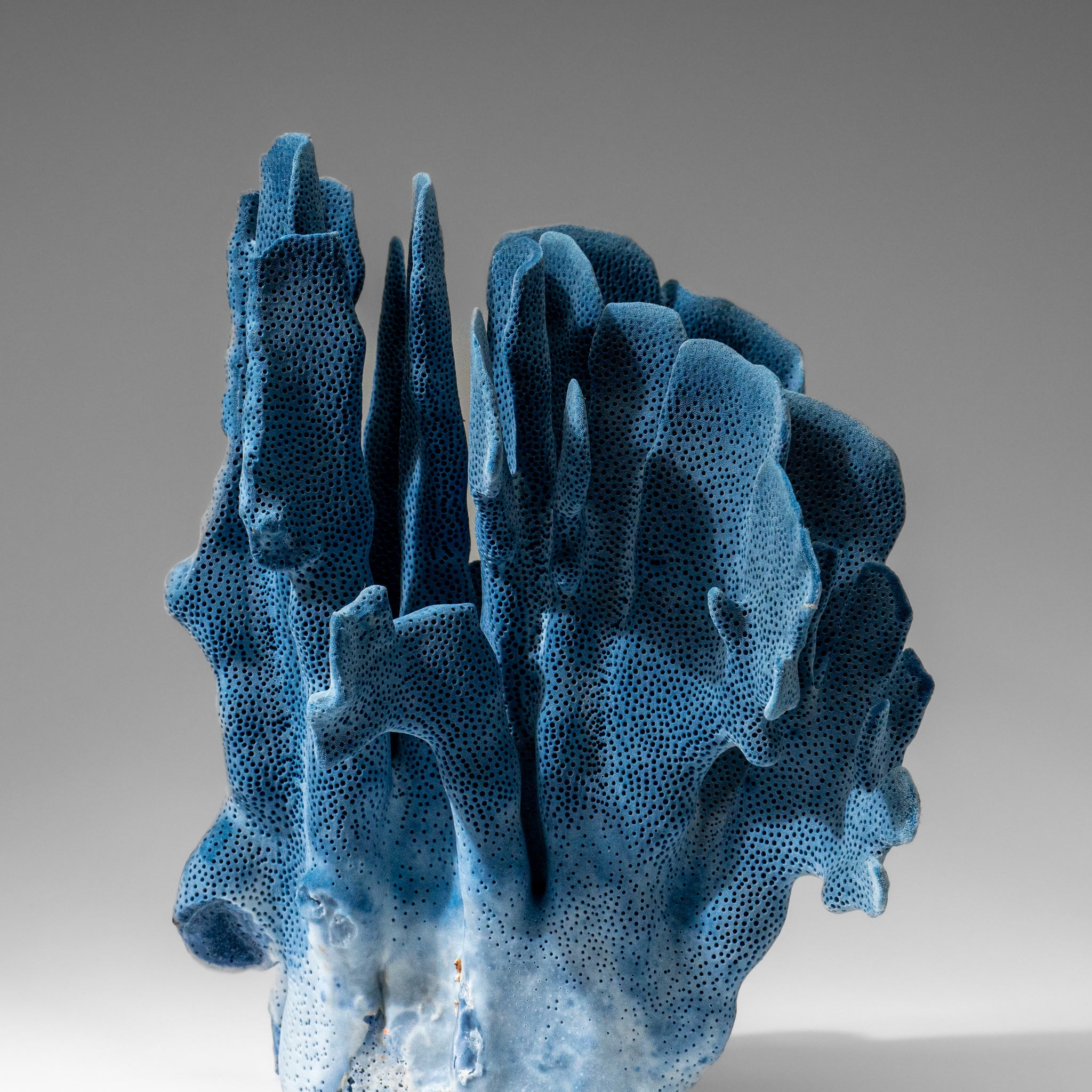 Genuine Blue Ridge Coral (9", 2.9 lbs)