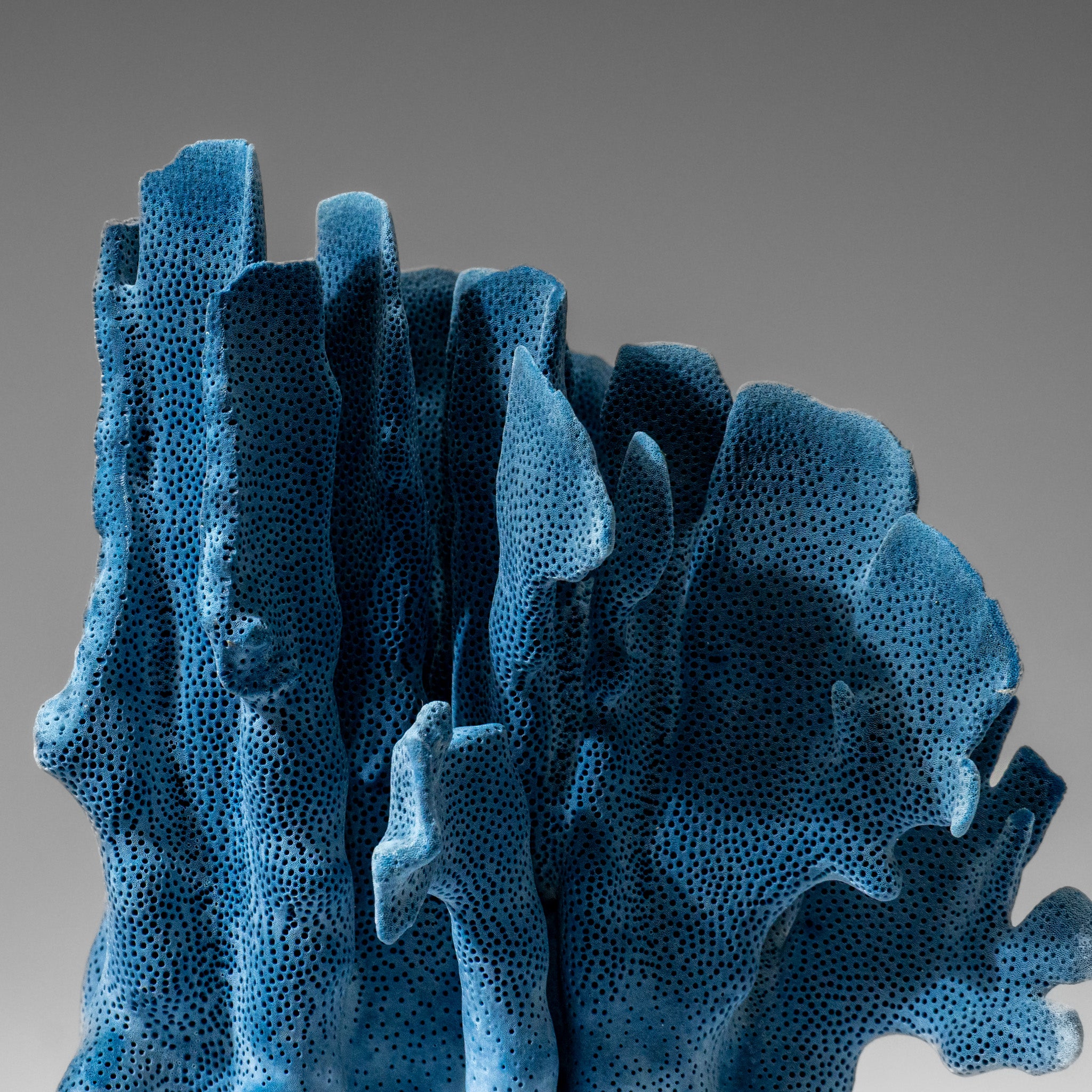 Genuine Blue Ridge Coral (9", 2.9 lbs)