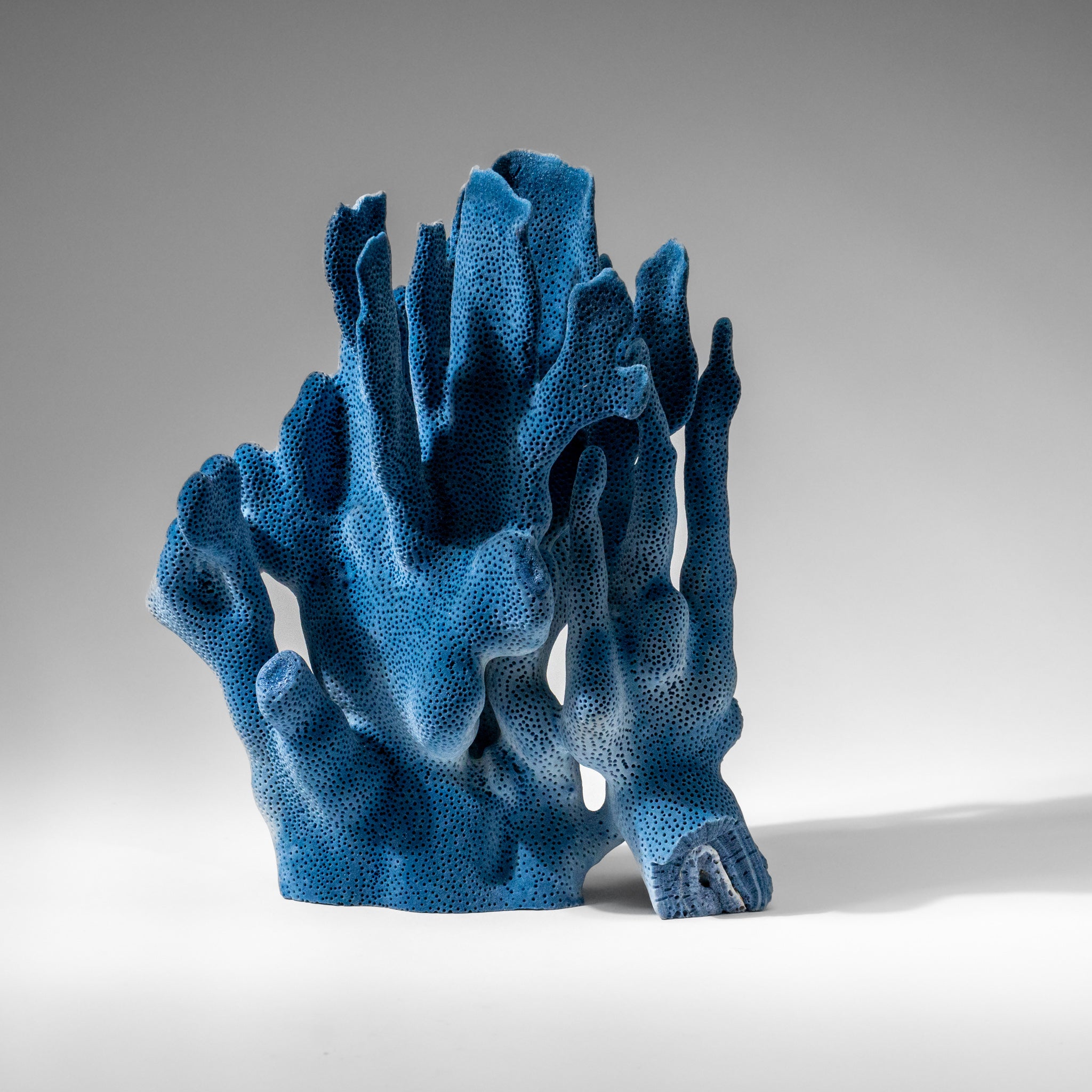 Genuine Blue Ridge Coral (9", 2 lbs)