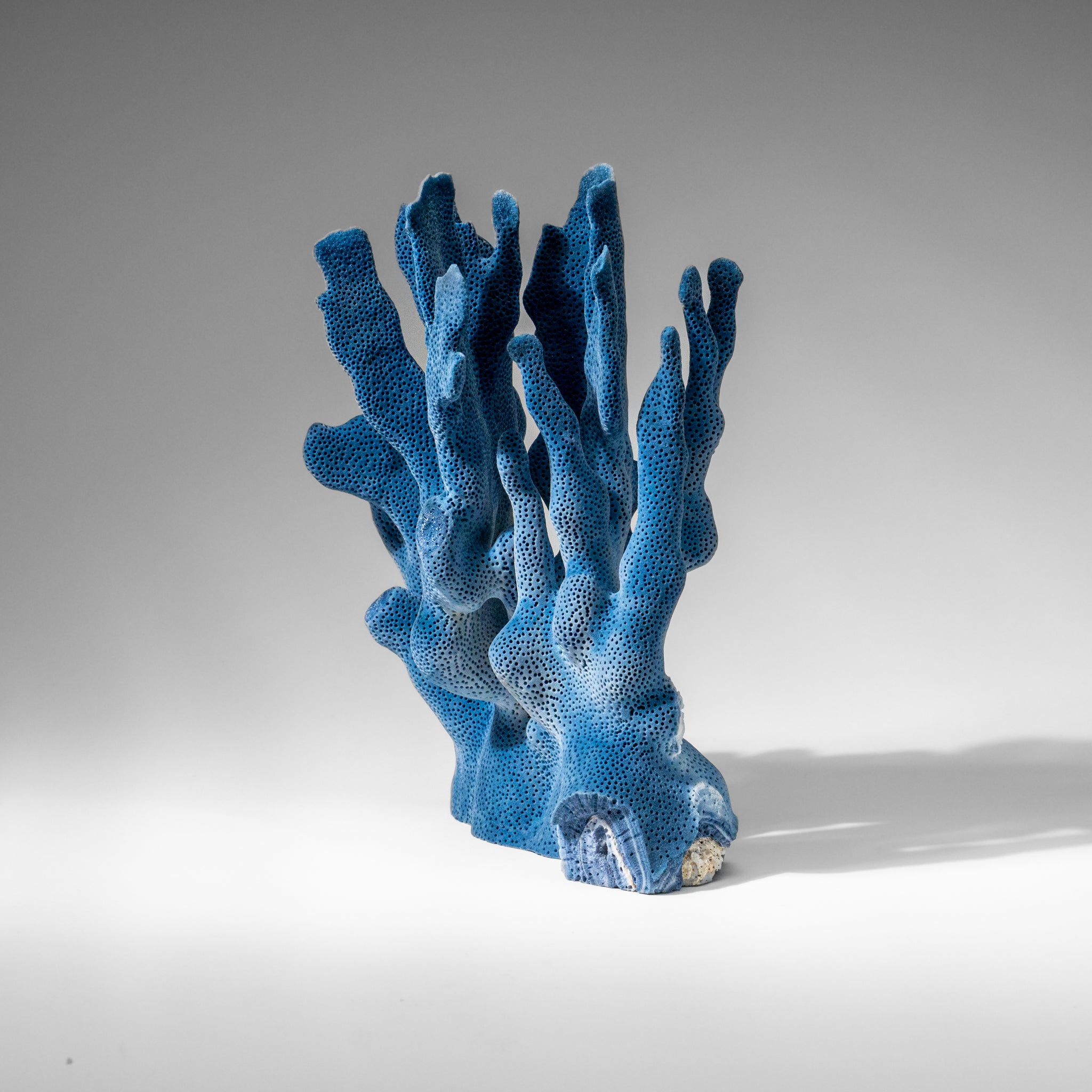 Genuine Blue Ridge Coral (9", 2 lbs)