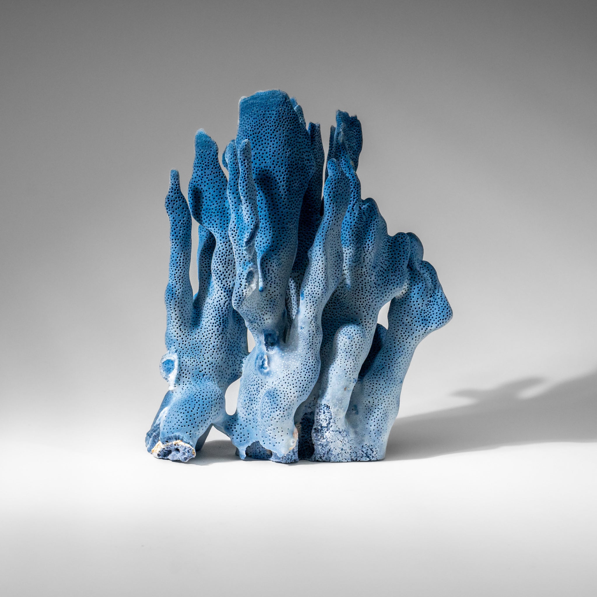 Genuine Blue Ridge Coral (9", 2 lbs)
