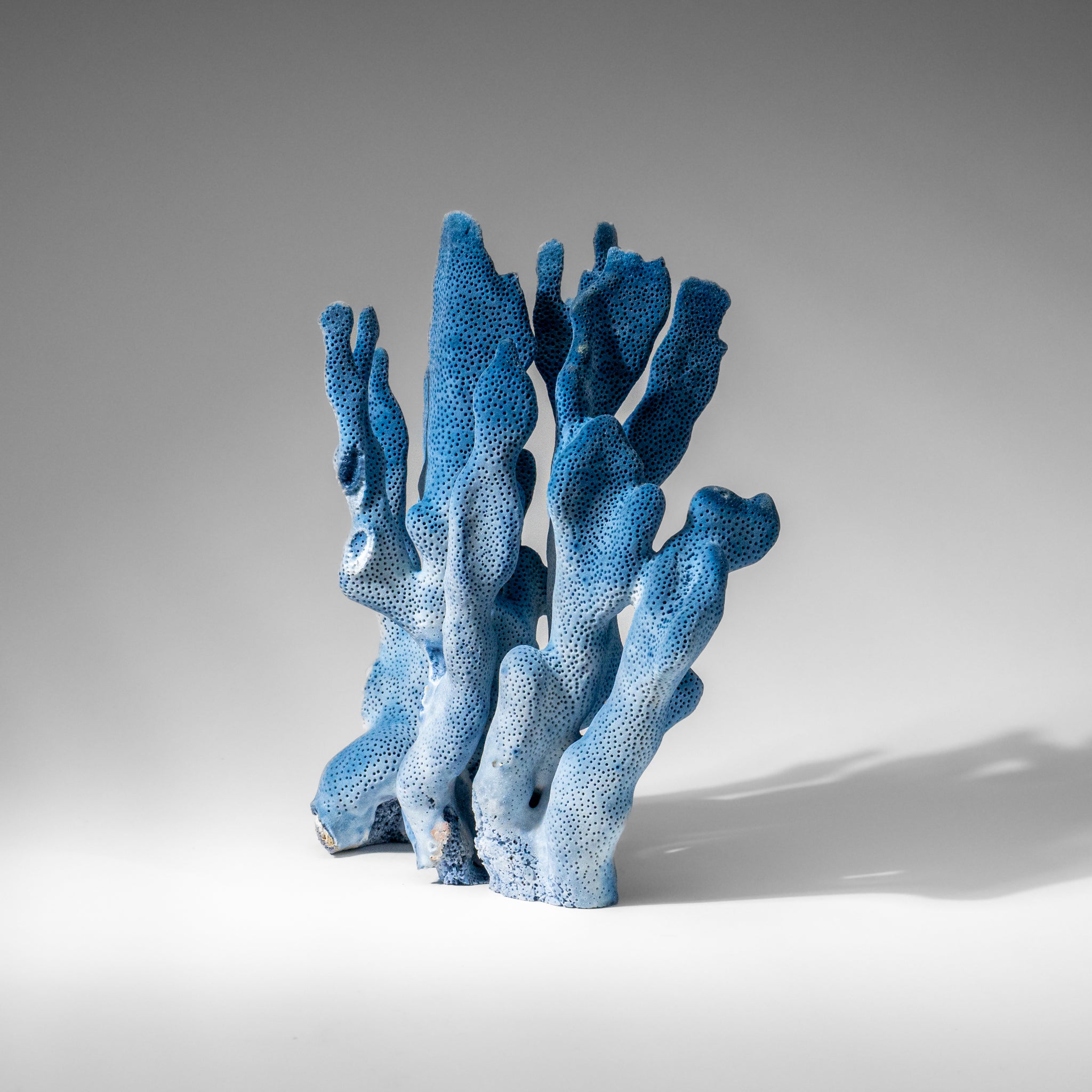 Genuine Blue Ridge Coral (9", 2 lbs)