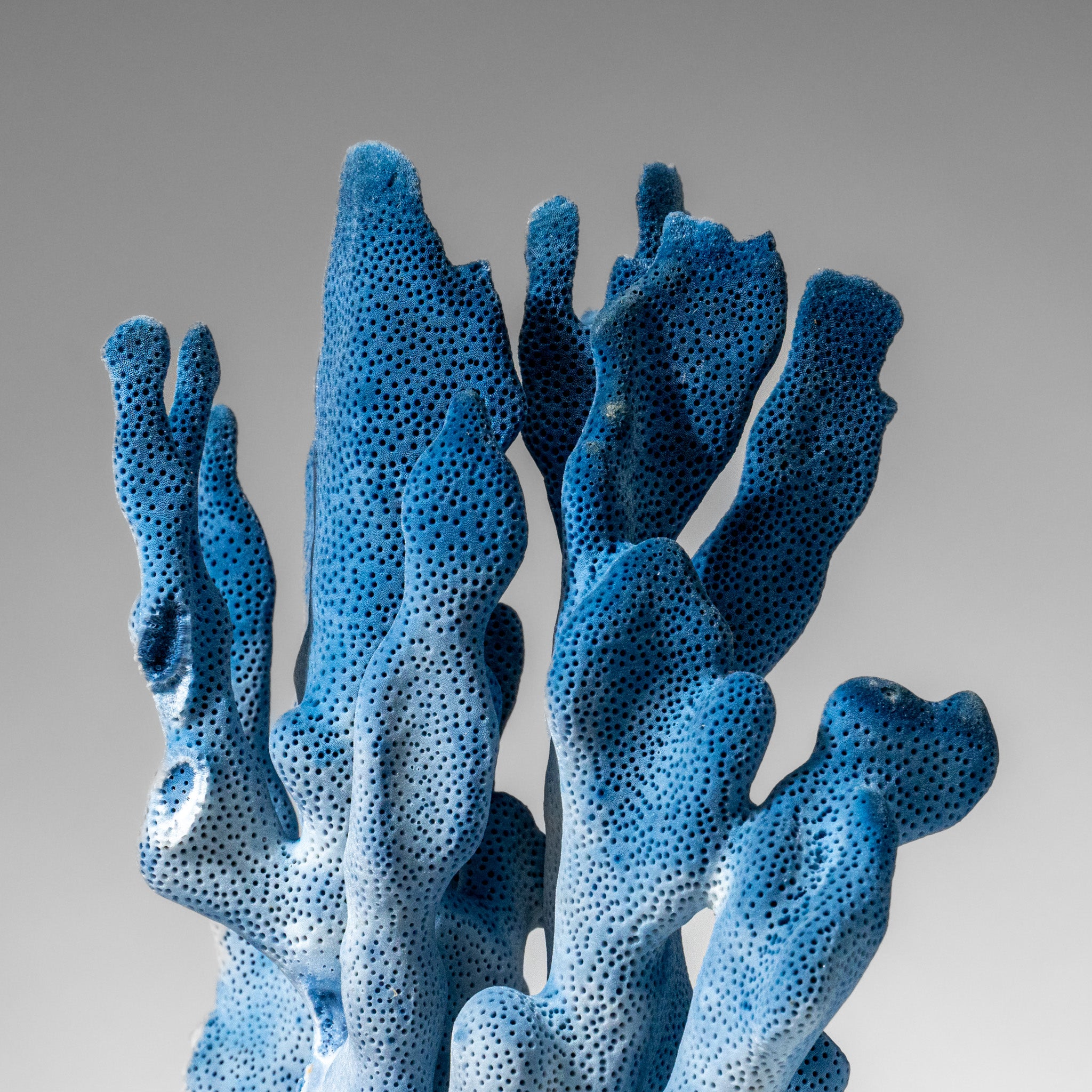 Genuine Blue Ridge Coral (9", 2 lbs)