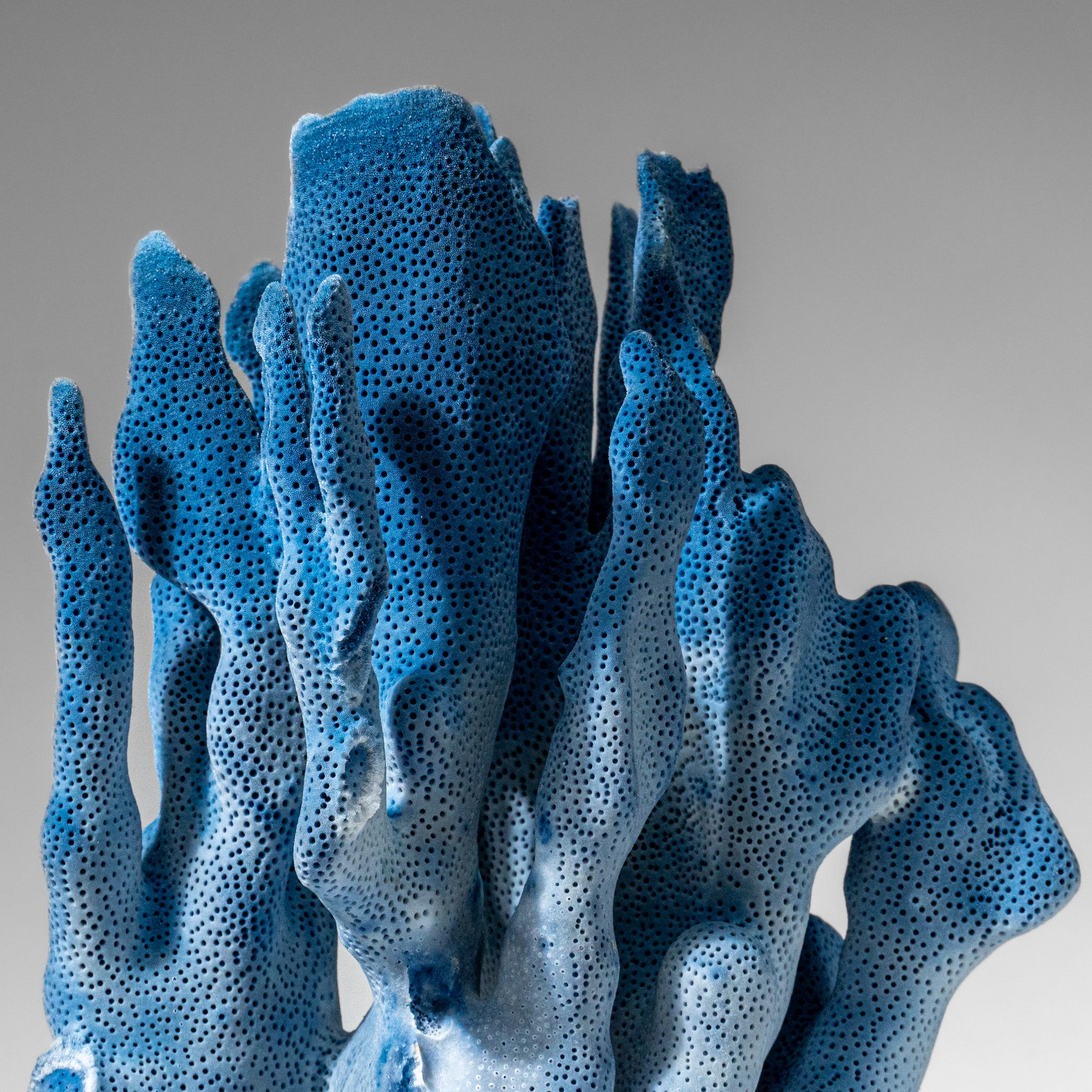 Genuine Blue Ridge Coral (9", 2 lbs)