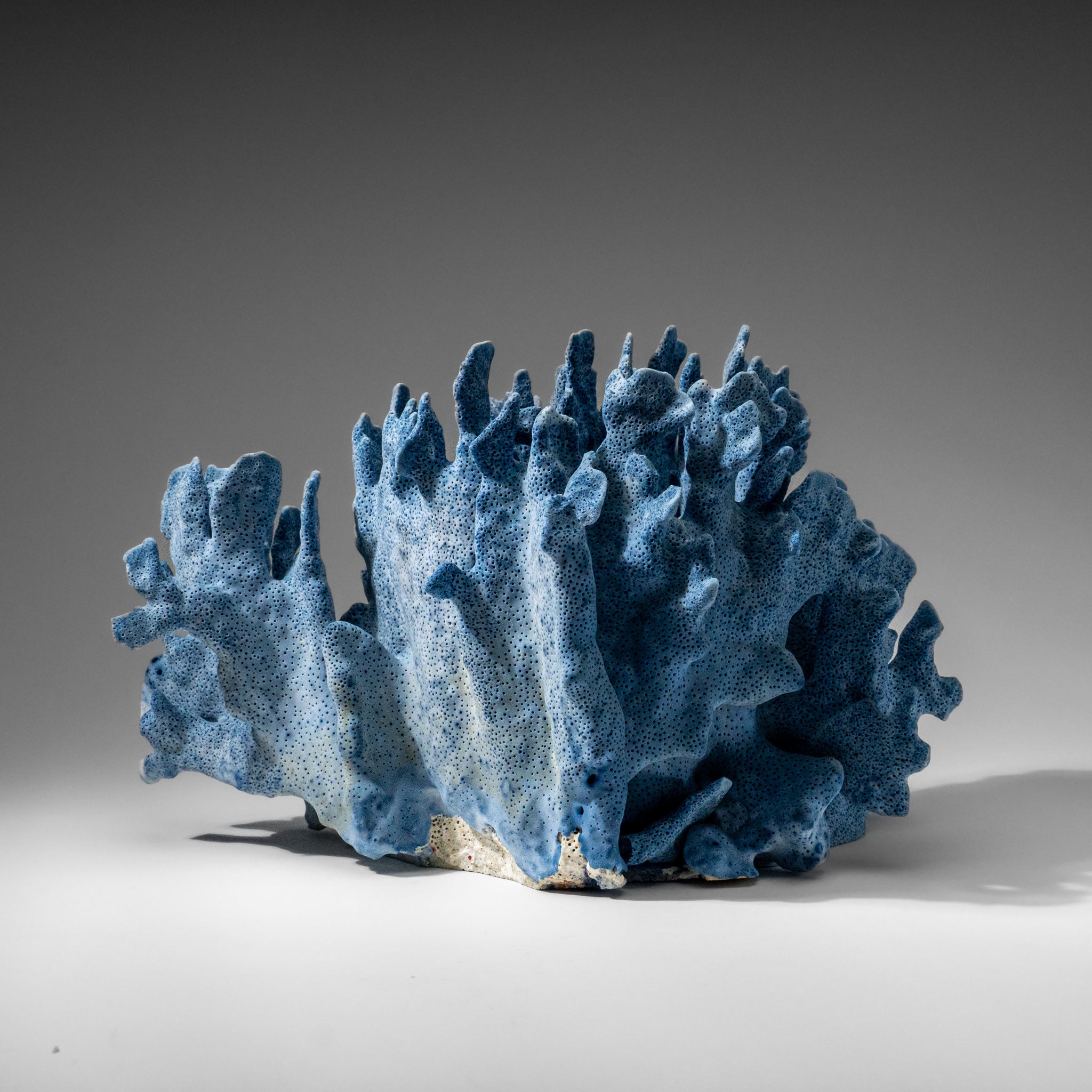 Genuine Blue Ridge Coral (8", 6 lbs)