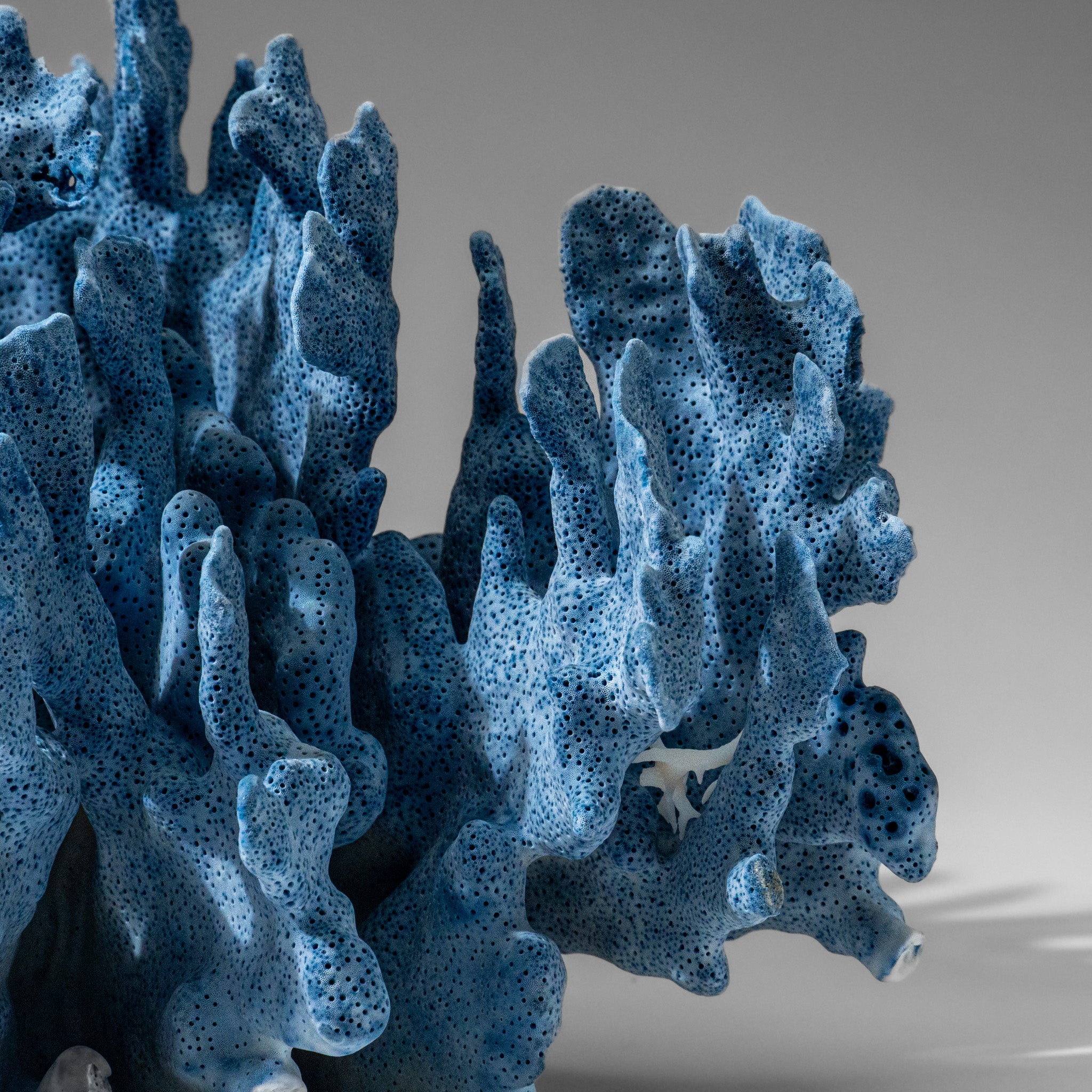 Genuine Blue Ridge Coral (8", 6 lbs)
