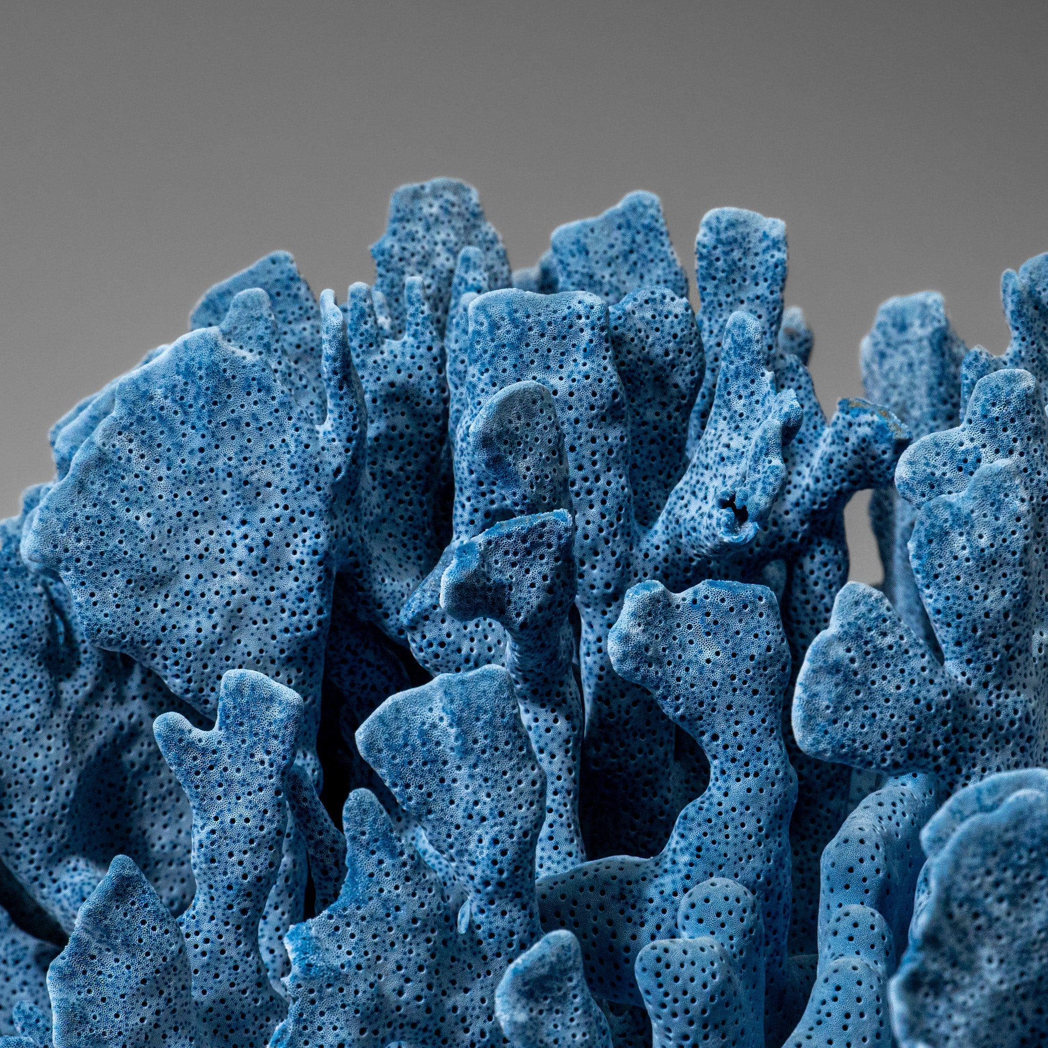 Genuine Blue Ridge Coral (8", 6 lbs)