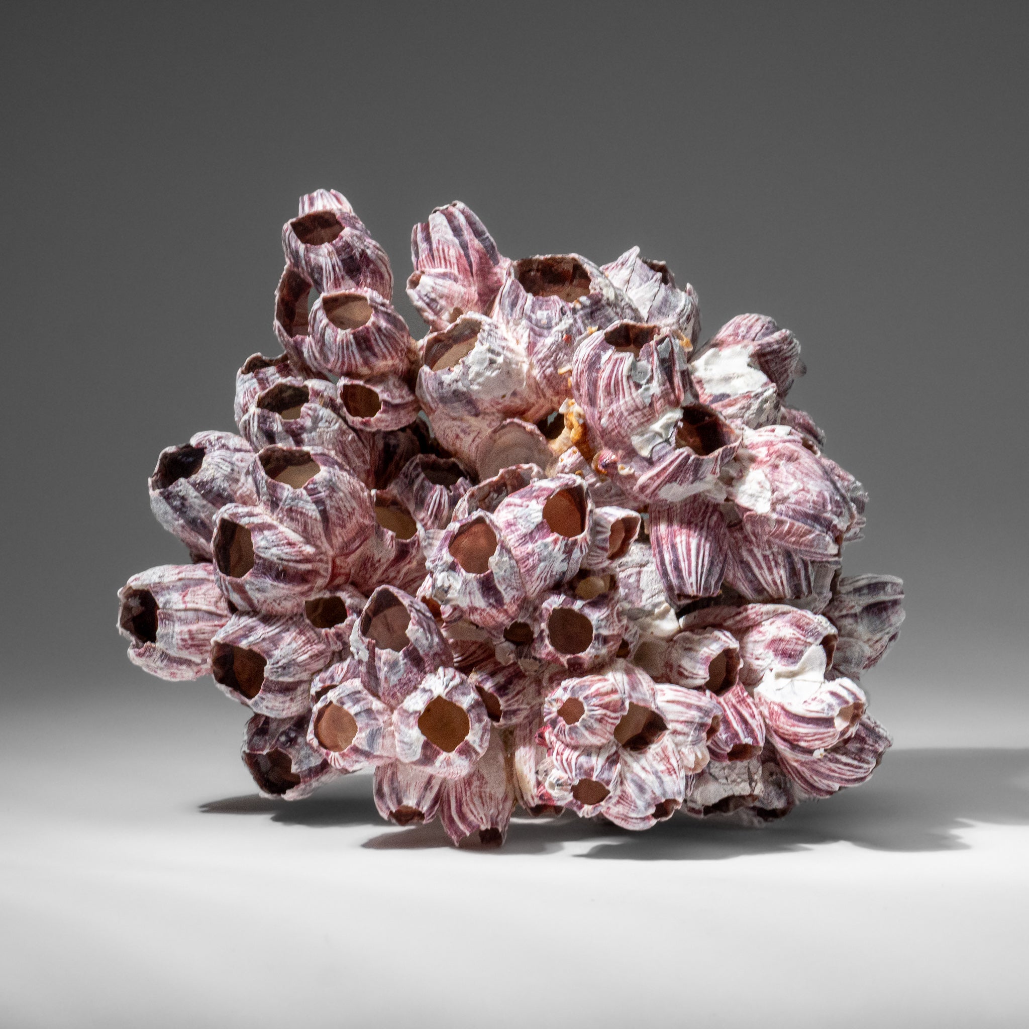 Genuine Purple Acorn Barnacle Cluster (1.5 lbs)