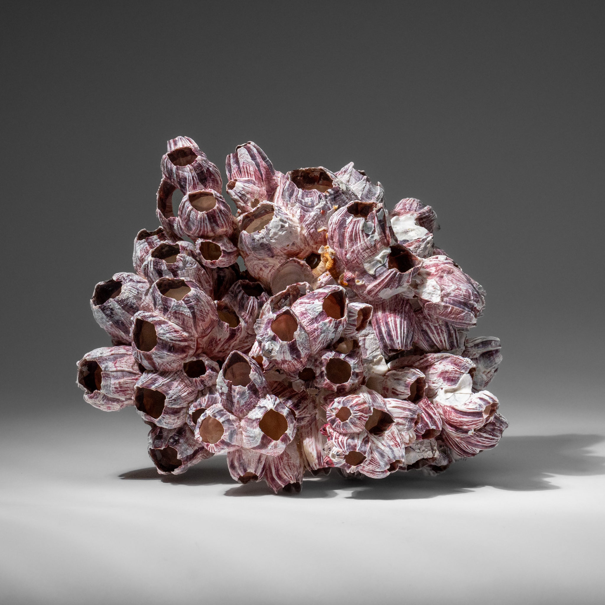 Genuine Purple Acorn Barnacle Cluster (1.5 lbs)