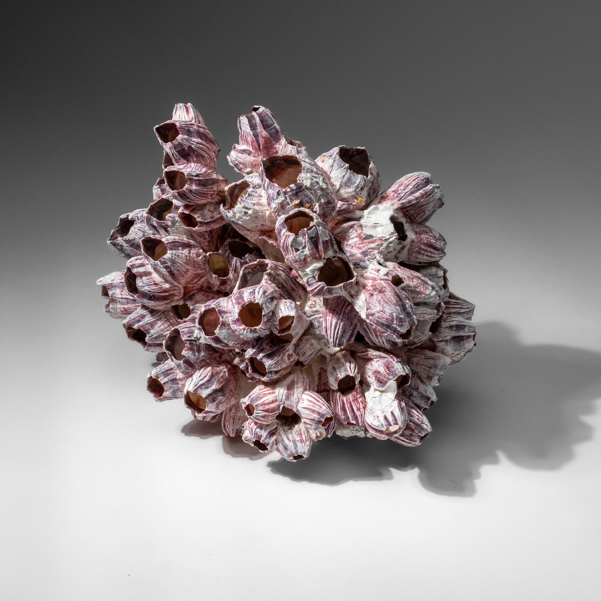 Genuine Purple Acorn Barnacle Cluster (1.5 lbs)