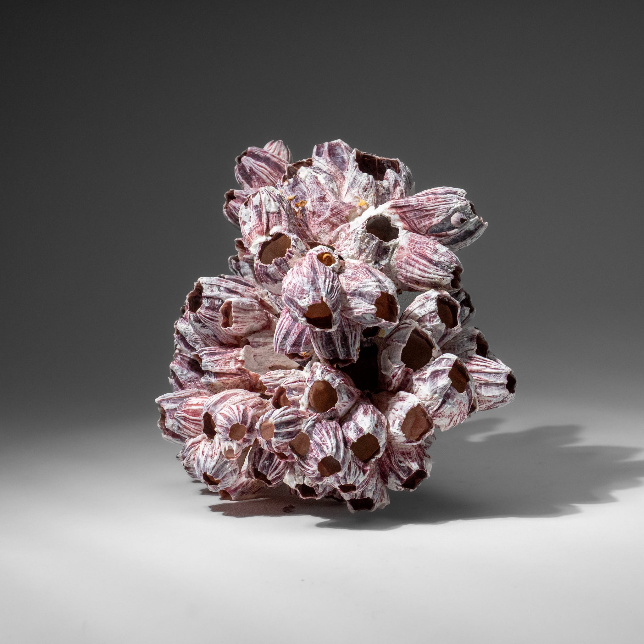 Genuine Purple Acorn Barnacle Cluster (1.5 lbs)