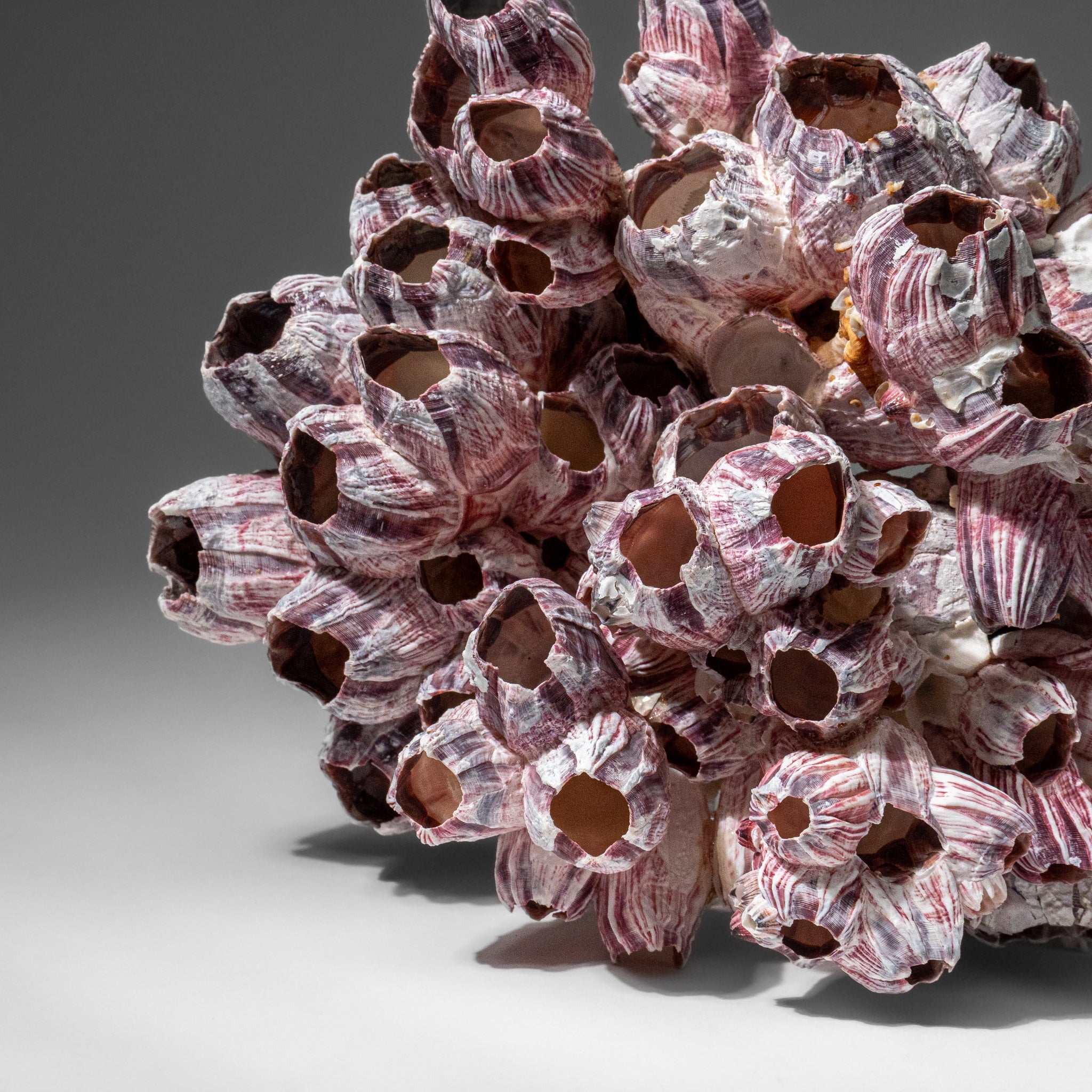 Genuine Purple Acorn Barnacle Cluster (1.5 lbs)