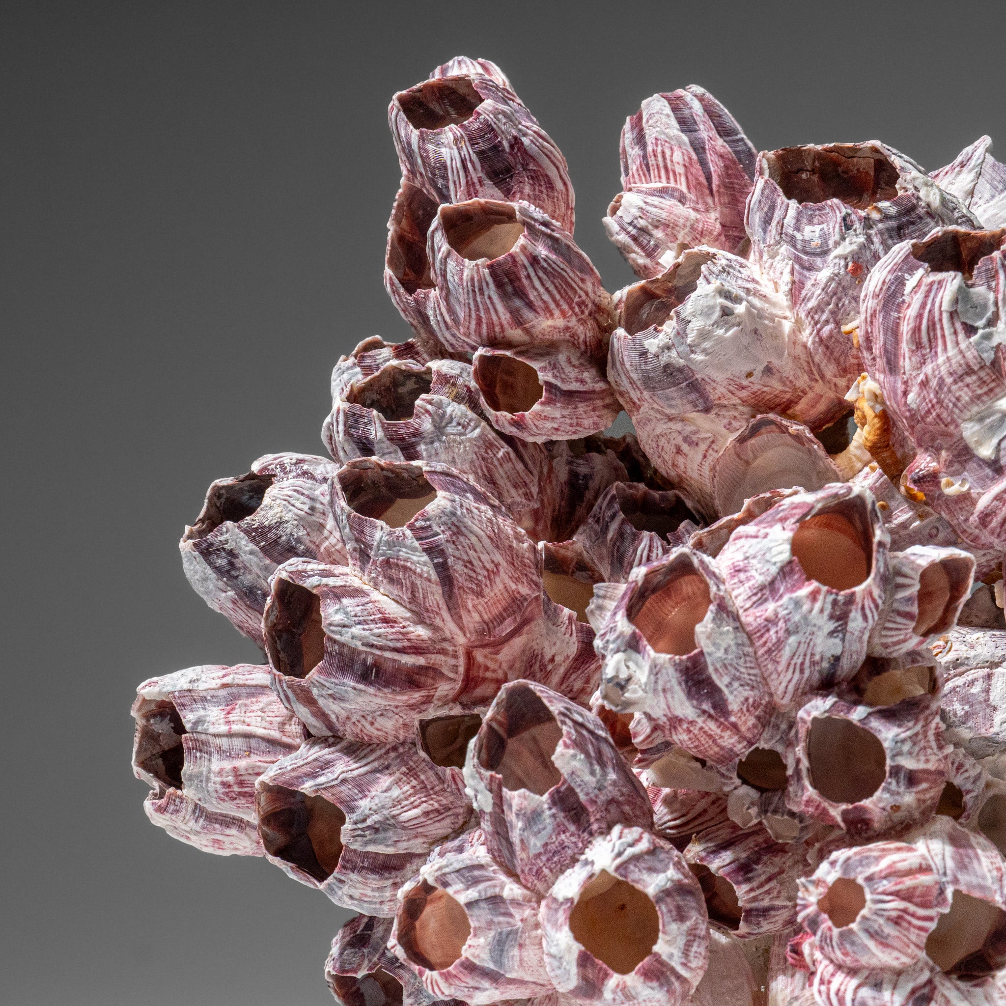 Genuine Purple Acorn Barnacle Cluster (1.5 lbs)