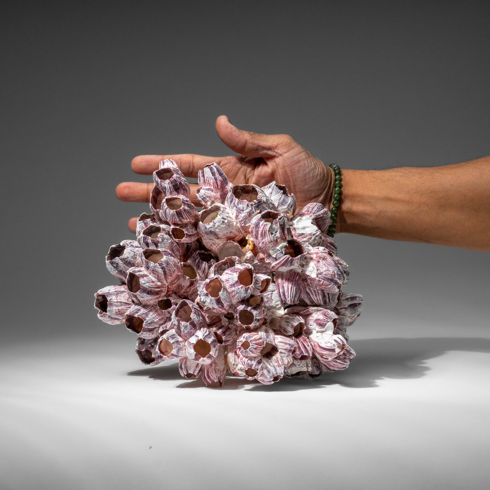 Genuine Purple Acorn Barnacle Cluster (1.5 lbs)