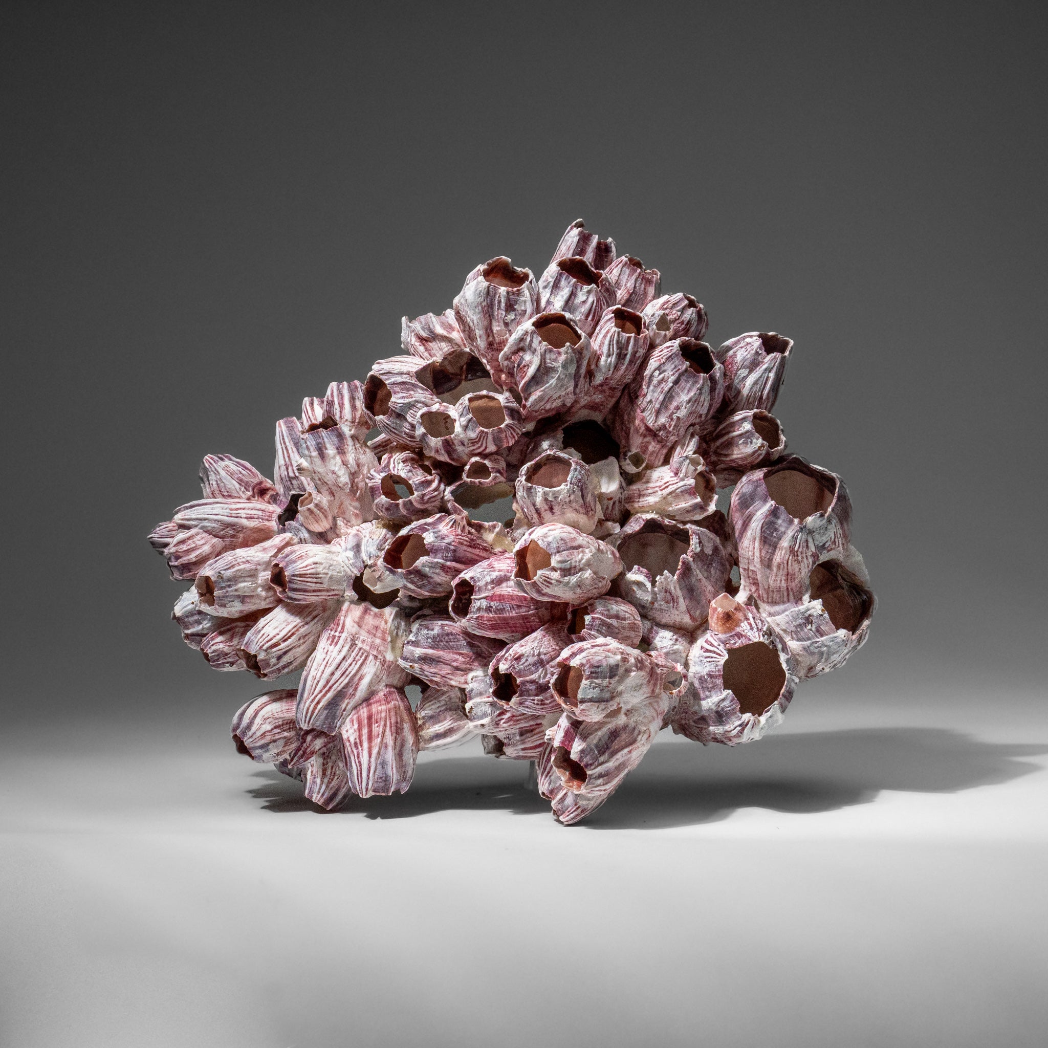 Genuine Purple Acorn Barnacle Cluster (1 lb)