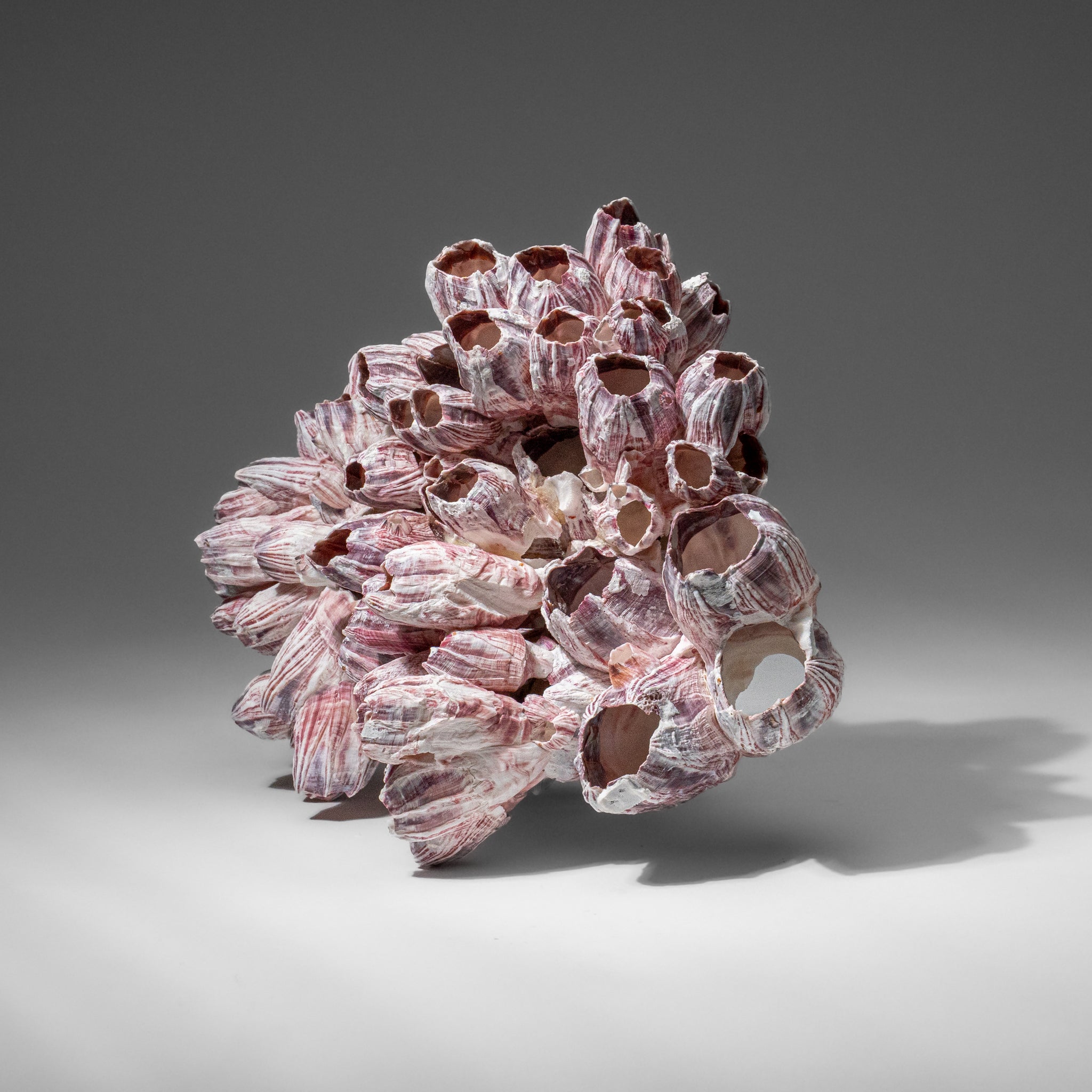 Genuine Purple Acorn Barnacle Cluster (1 lb)