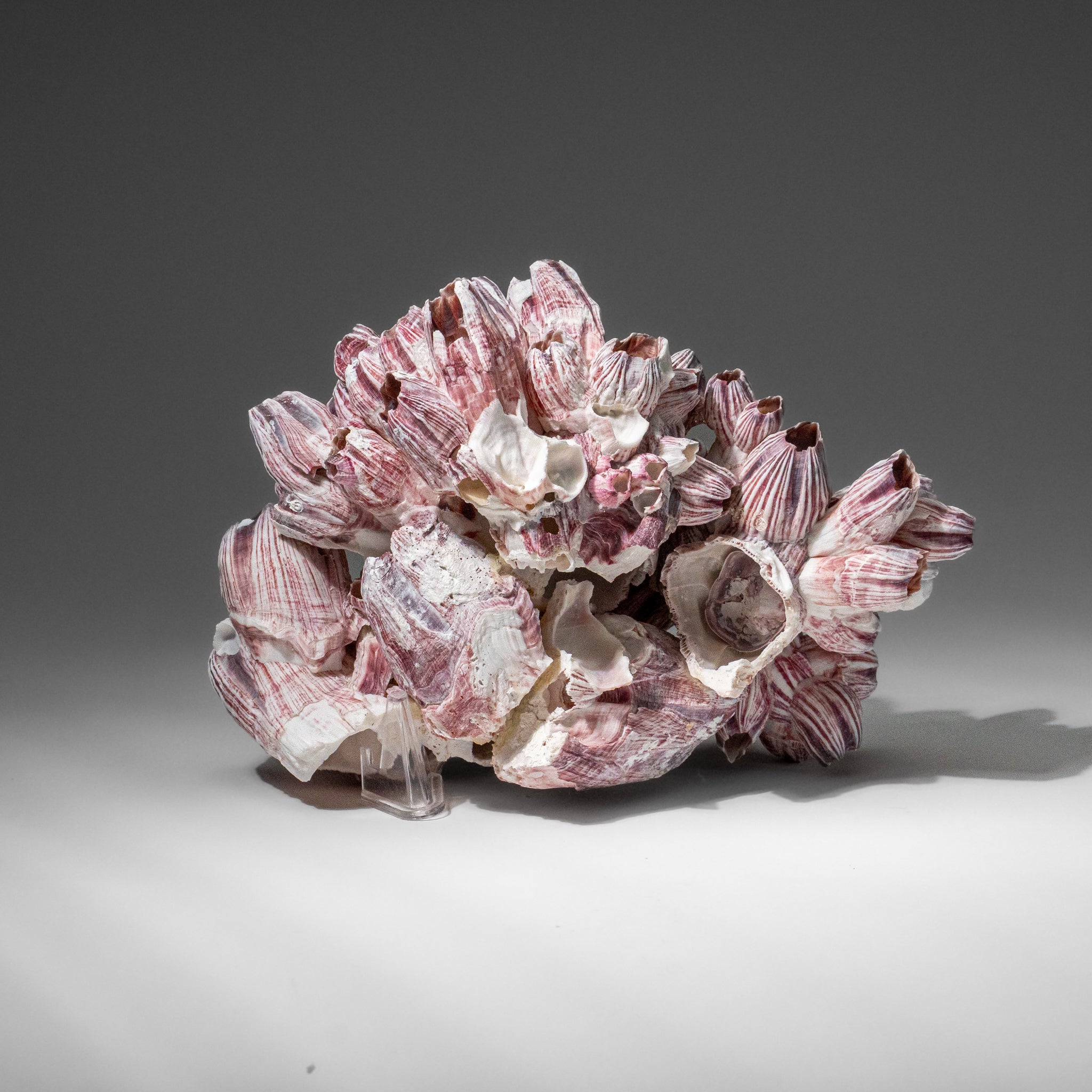 Genuine Purple Acorn Barnacle Cluster (1 lb)