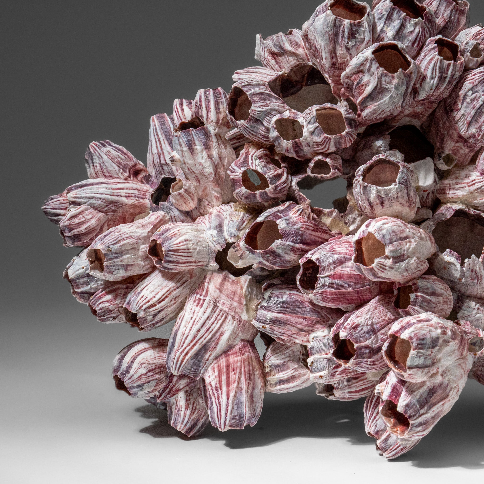 Genuine Purple Acorn Barnacle Cluster (1 lb)