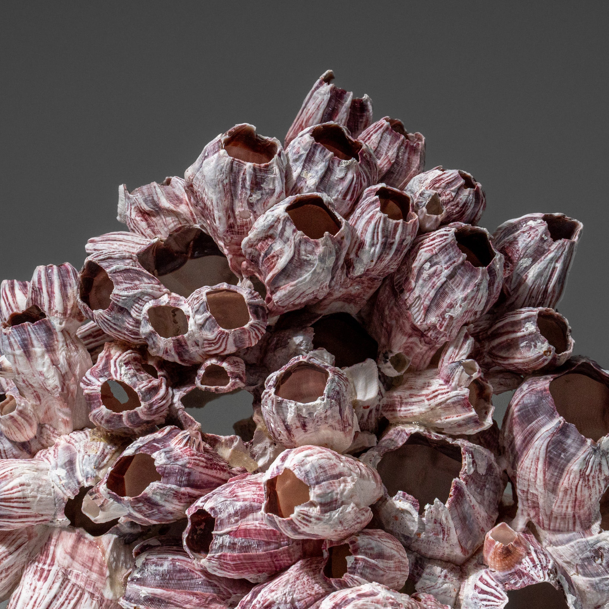 Genuine Purple Acorn Barnacle Cluster (1 lb)