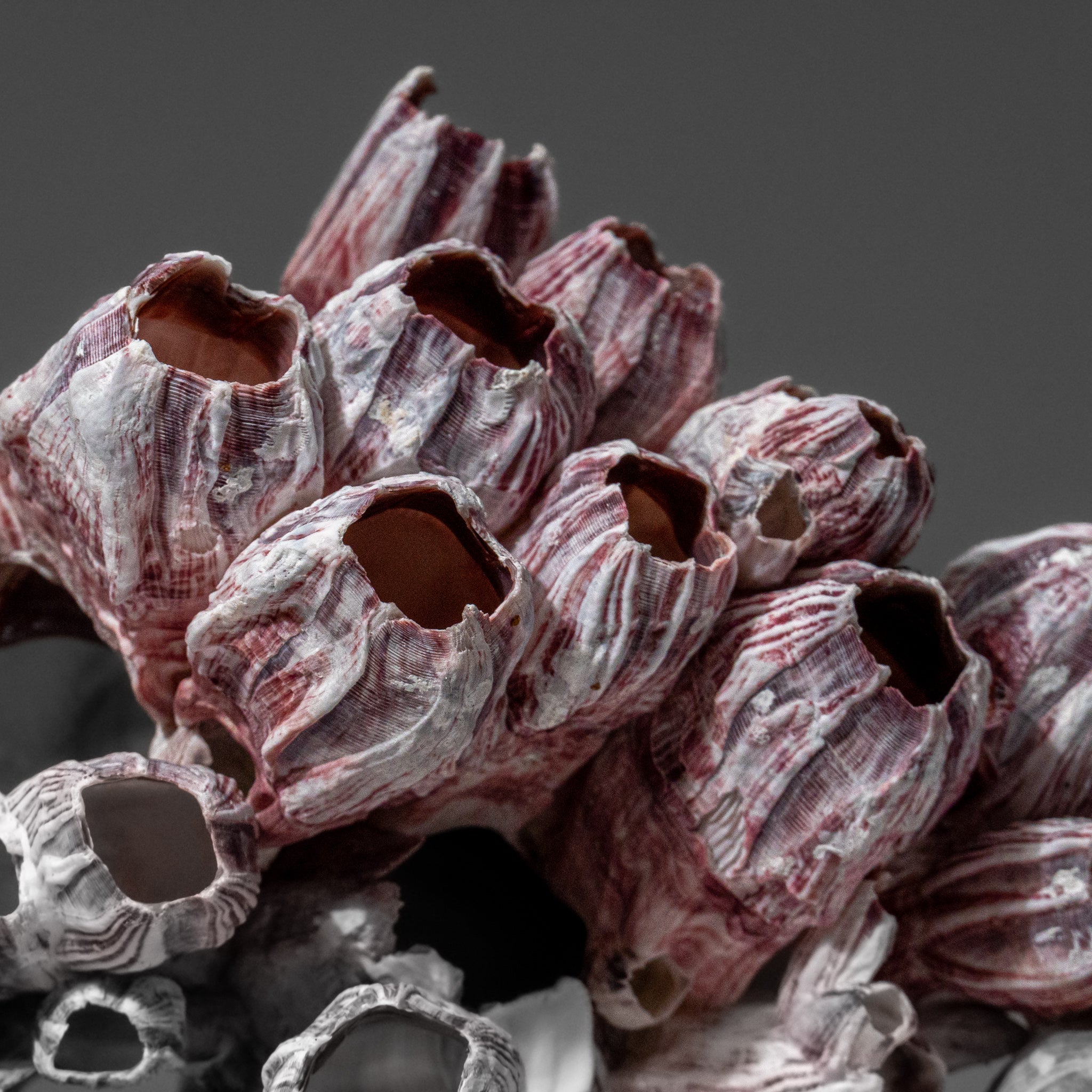 Genuine Purple Acorn Barnacle Cluster (1 lb)