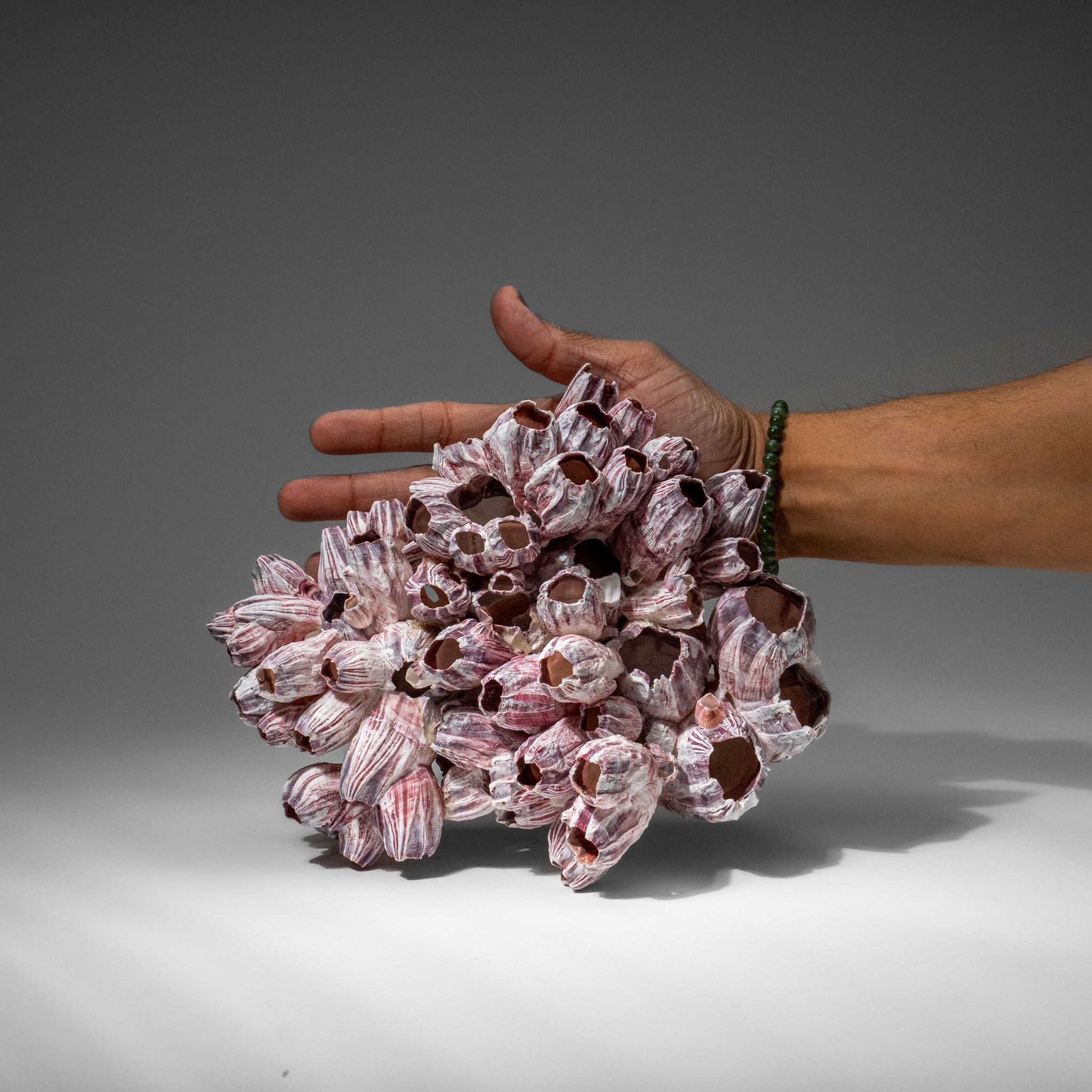 Genuine Purple Acorn Barnacle Cluster (1 lb)