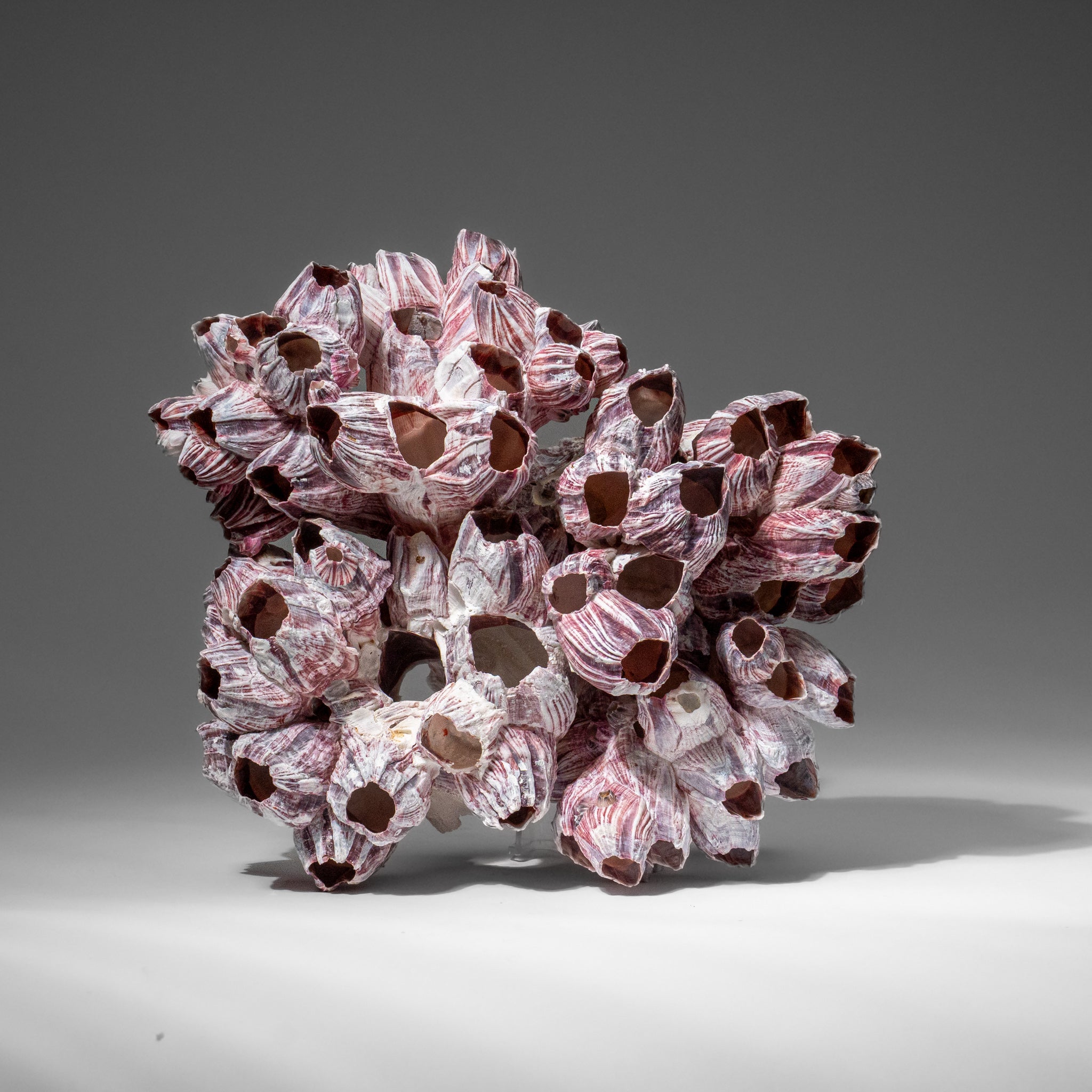 Genuine Purple Acorn Barnacle Cluster (1 lb)