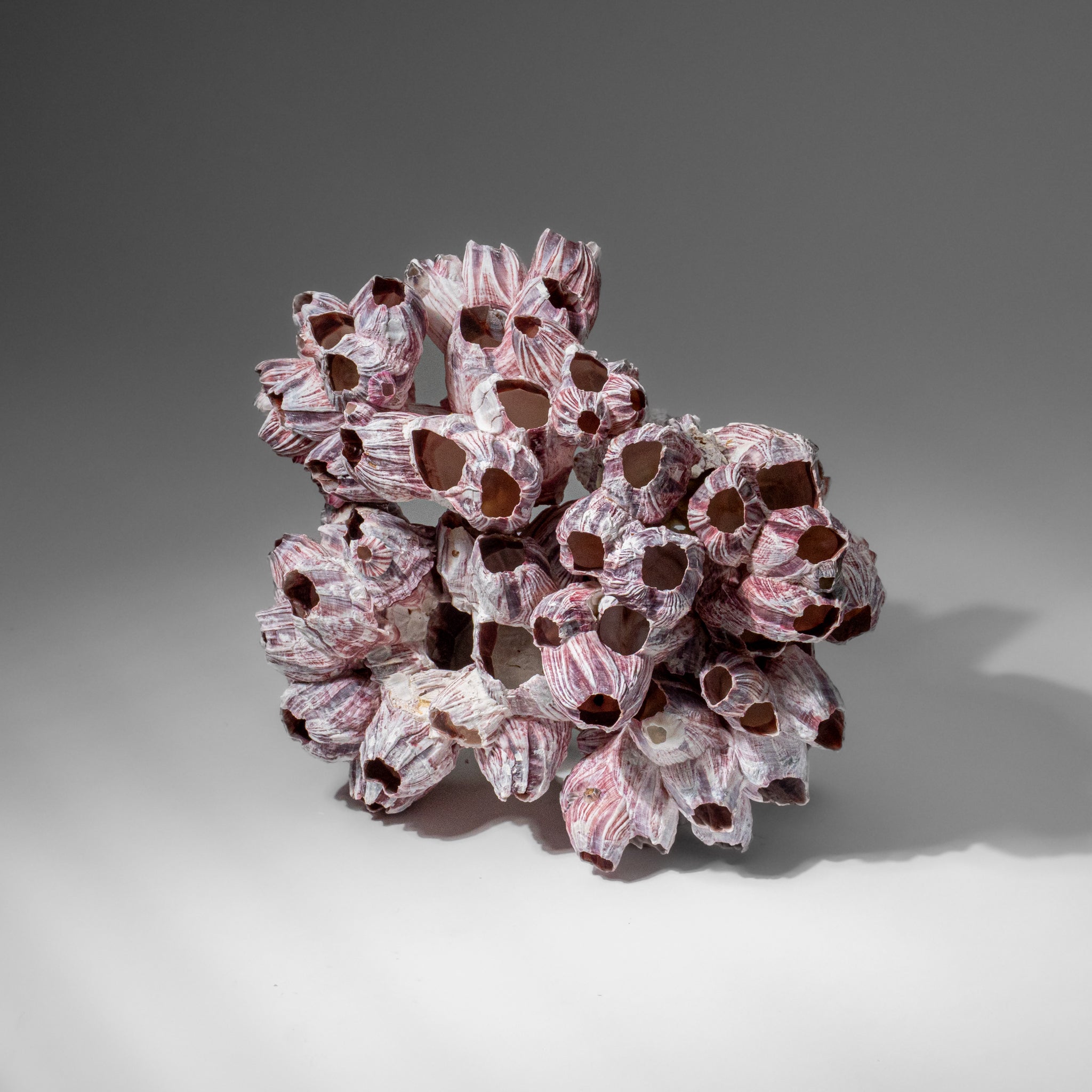 Genuine Purple Acorn Barnacle Cluster (1 lb)