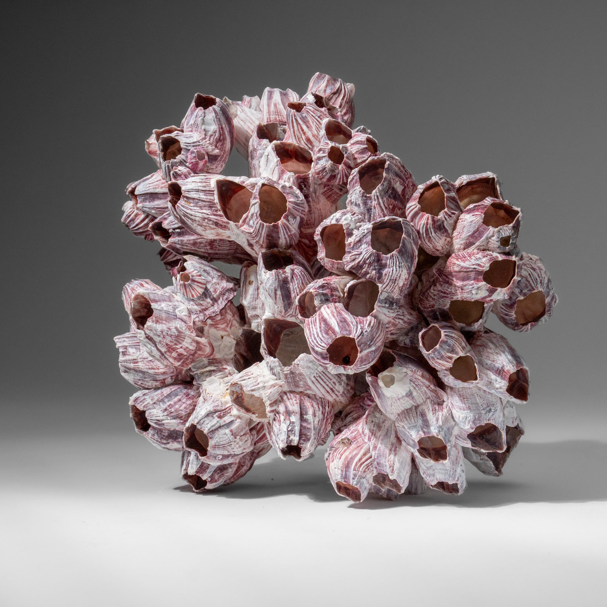 Genuine Purple Acorn Barnacle Cluster (1 lb)