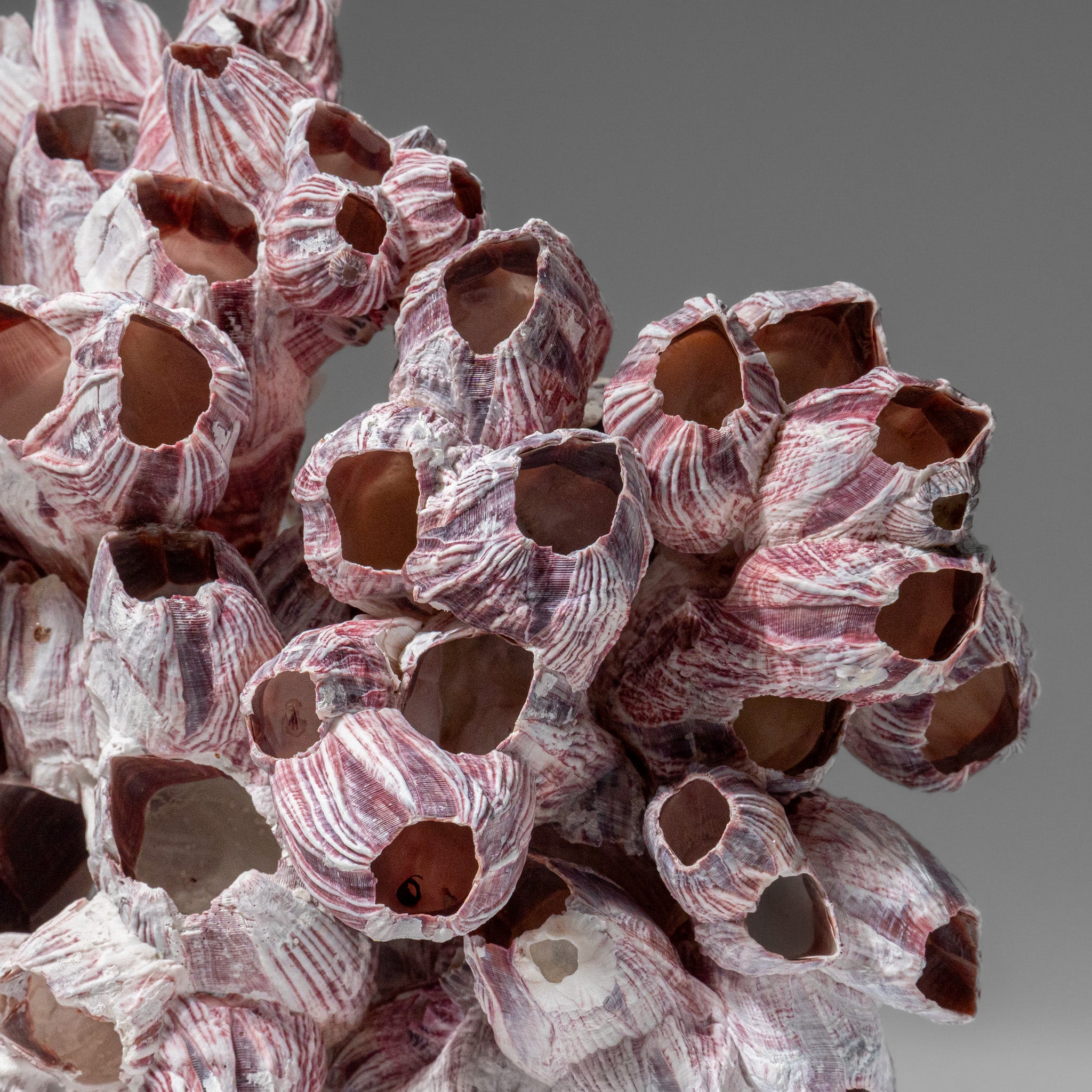 Genuine Purple Acorn Barnacle Cluster (1 lb)