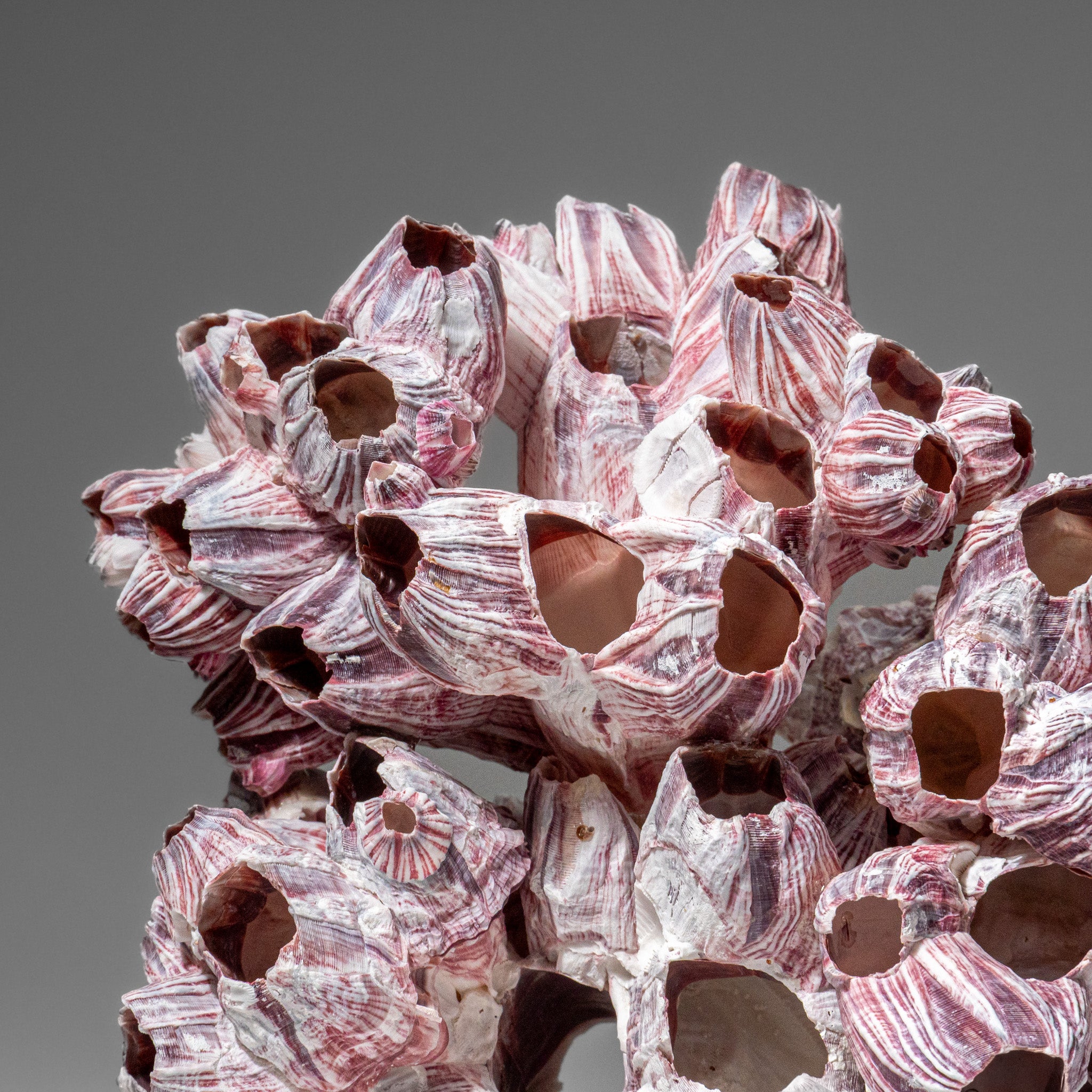 Genuine Purple Acorn Barnacle Cluster (1 lb)