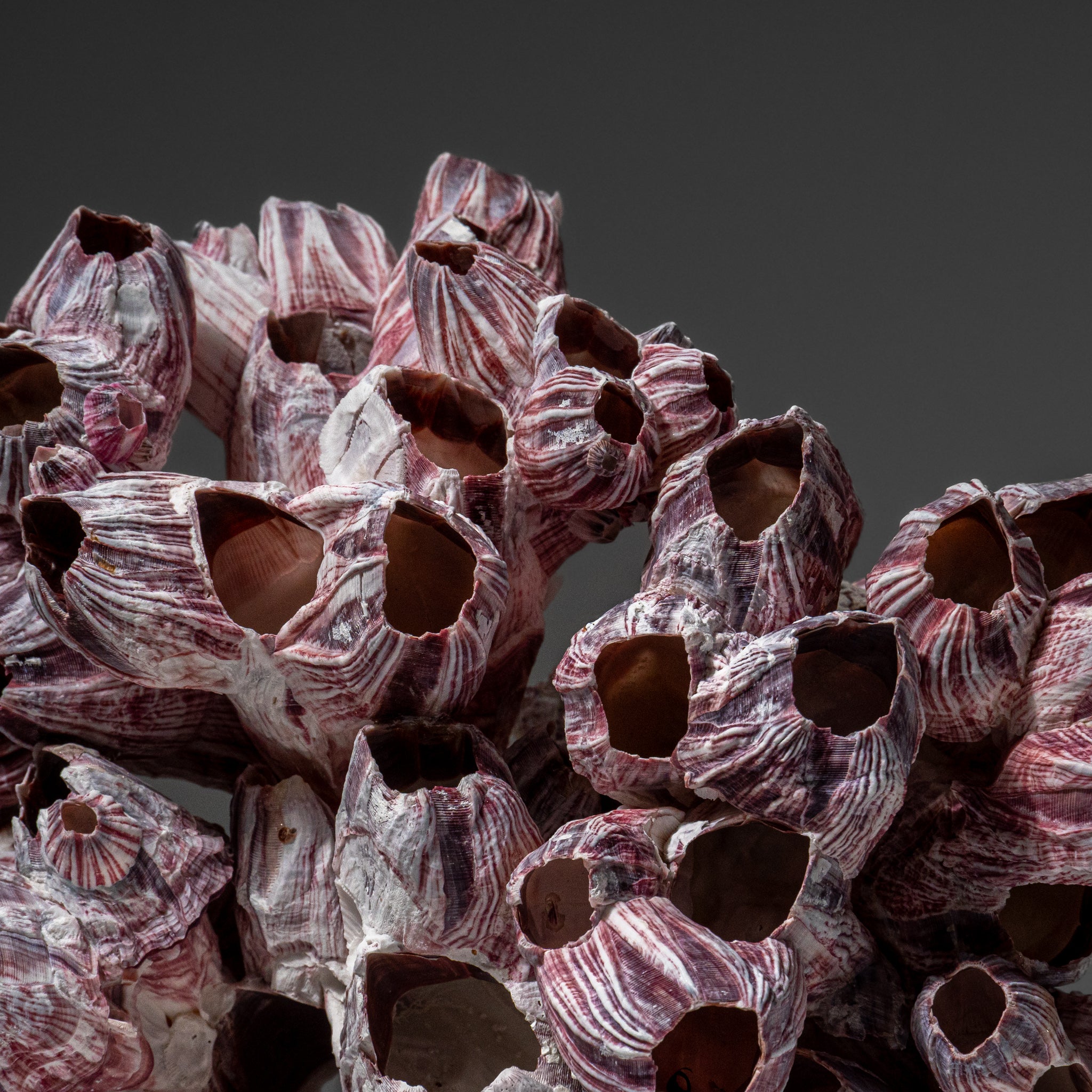 Genuine Purple Acorn Barnacle Cluster (1 lb)