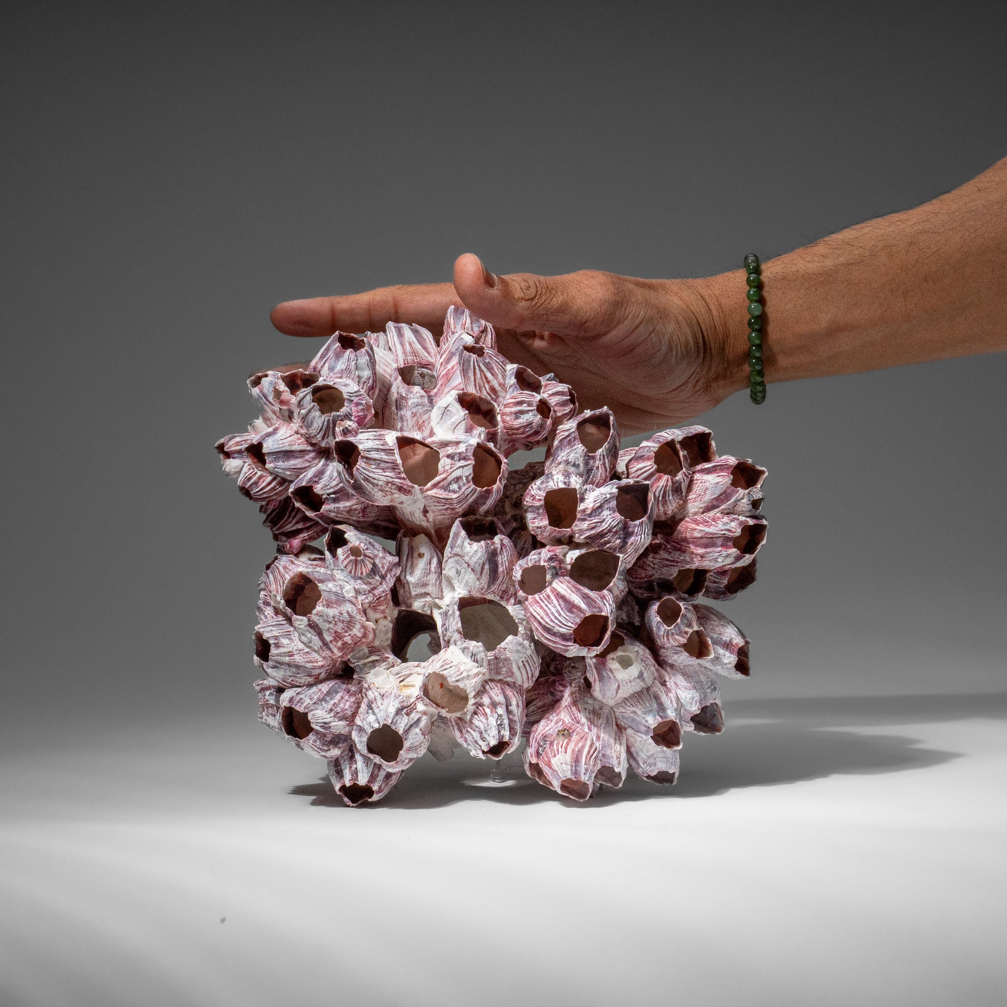 Genuine Purple Acorn Barnacle Cluster (1 lb)