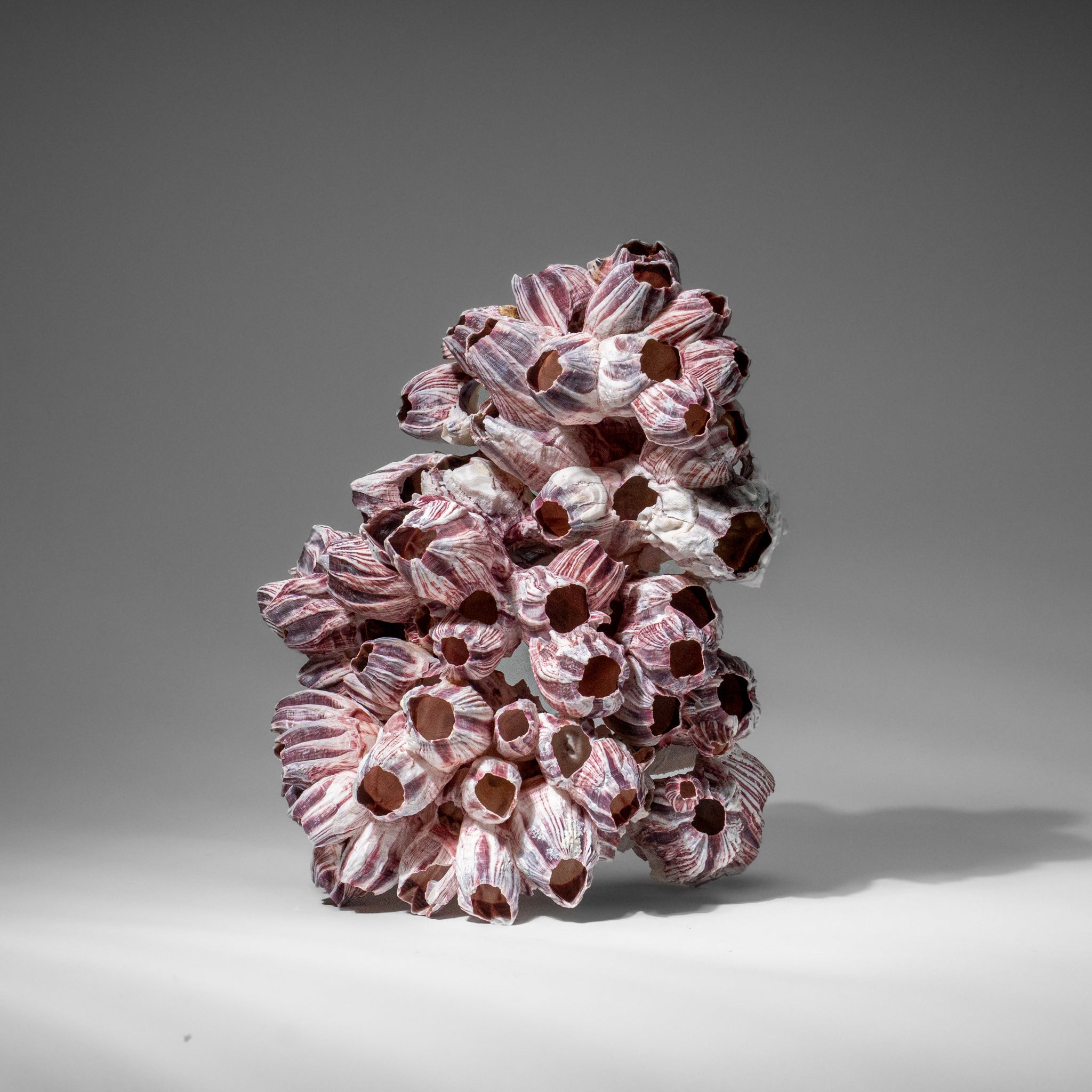 Genuine Purple Acorn Barnacle Cluster (1 lb)