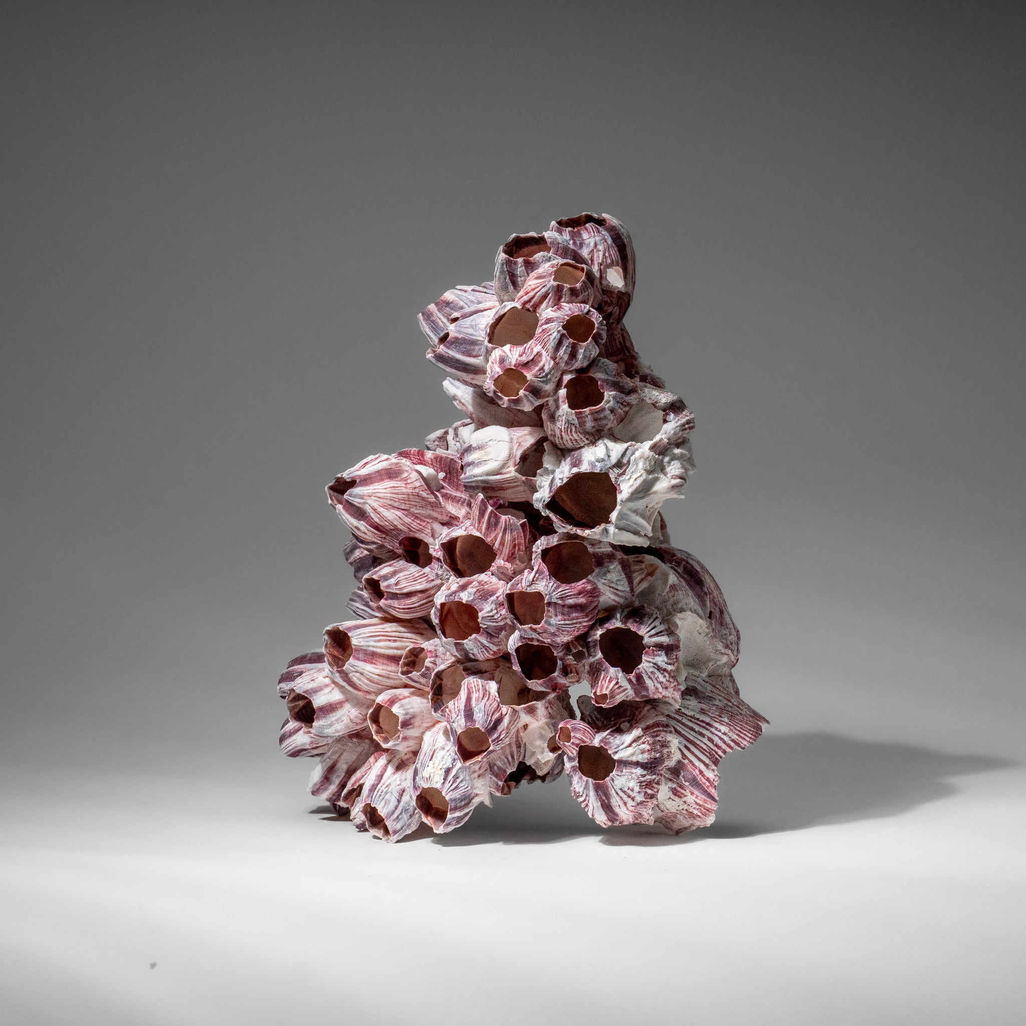 Genuine Purple Acorn Barnacle Cluster (1 lb)