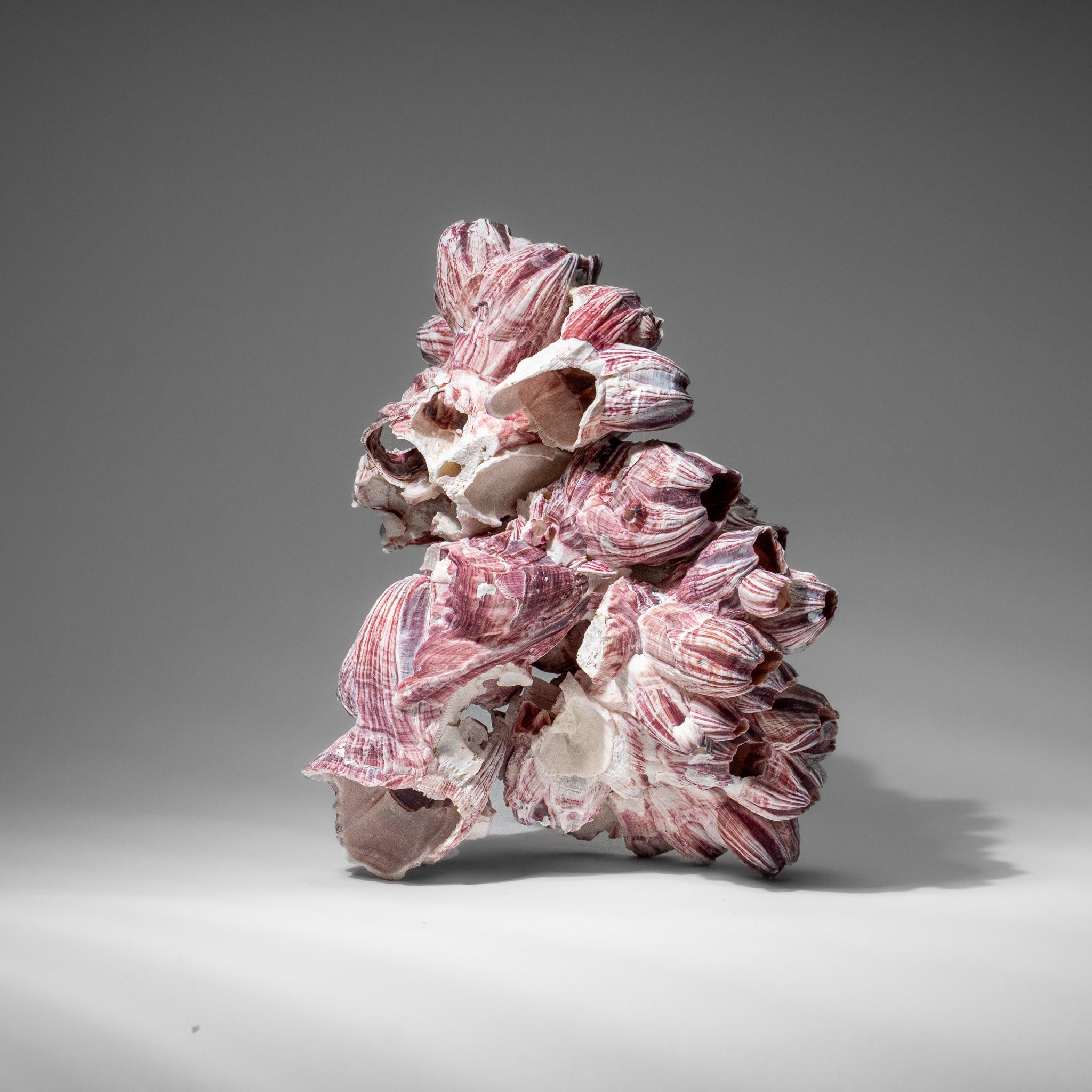 Genuine Purple Acorn Barnacle Cluster (1 lb)