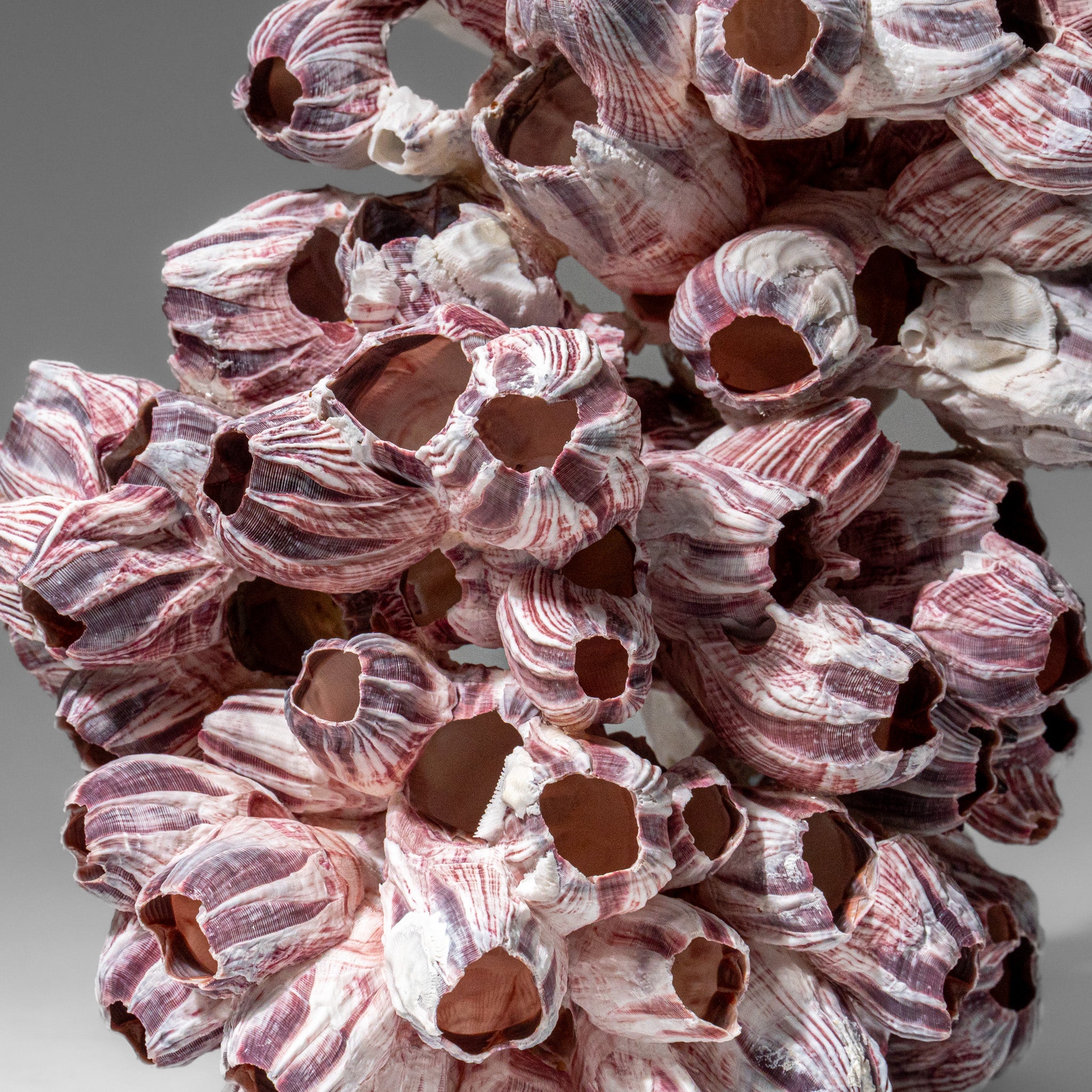 Genuine Purple Acorn Barnacle Cluster (1 lb)