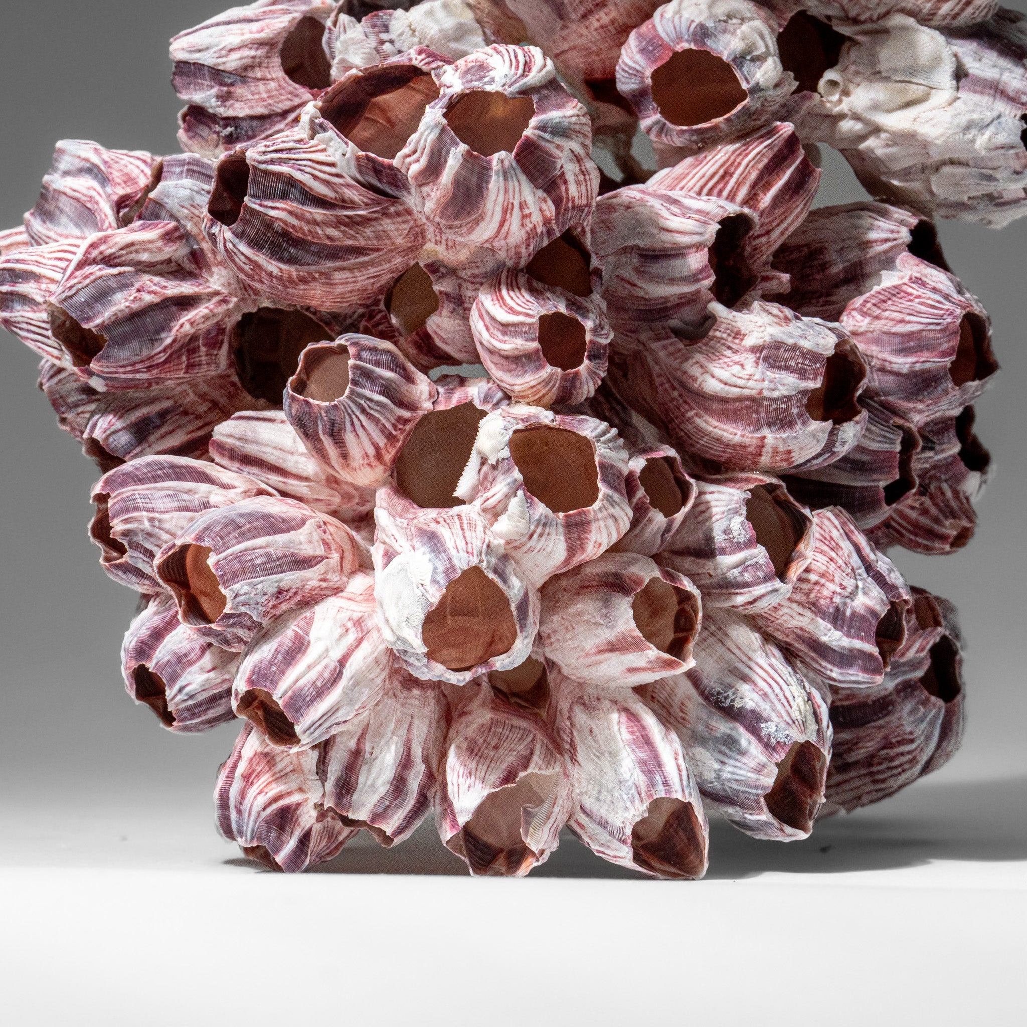 Genuine Purple Acorn Barnacle Cluster (1 lb)