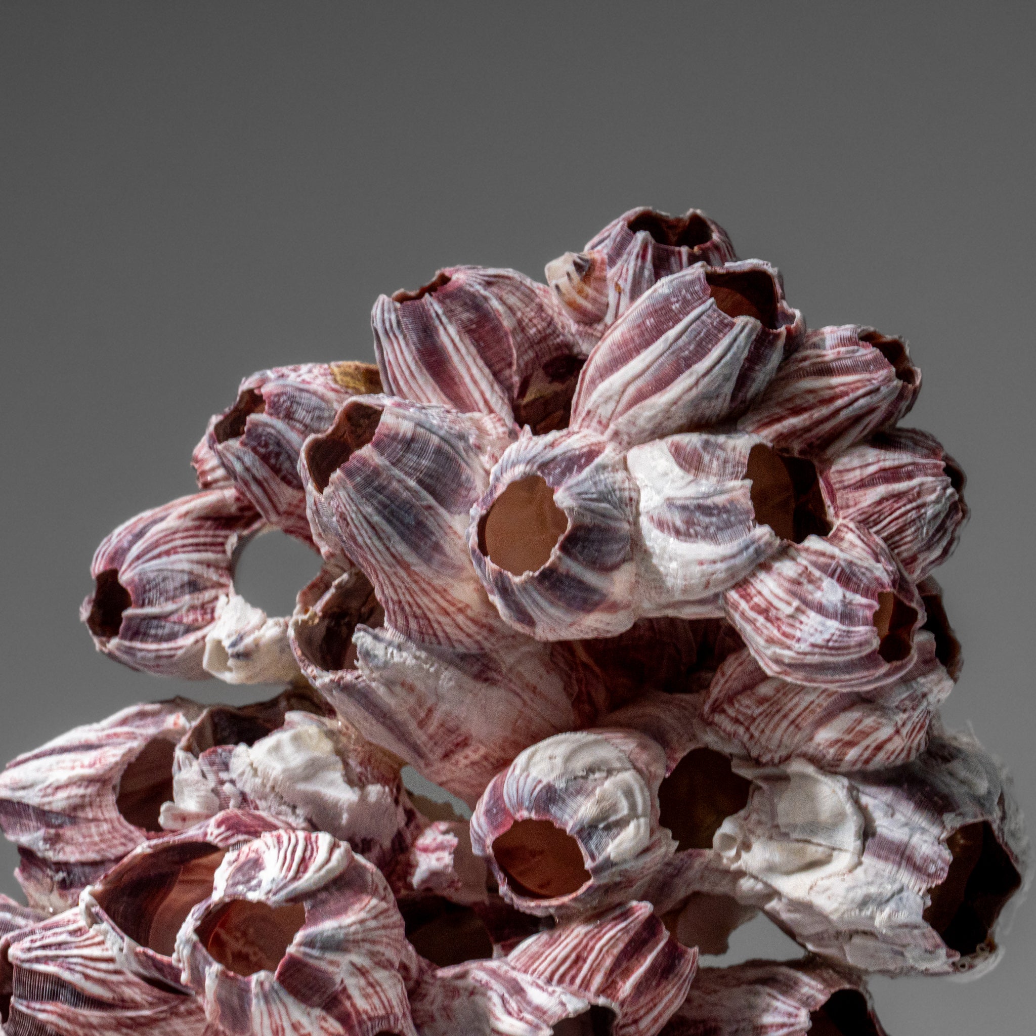 Genuine Purple Acorn Barnacle Cluster (1 lb)