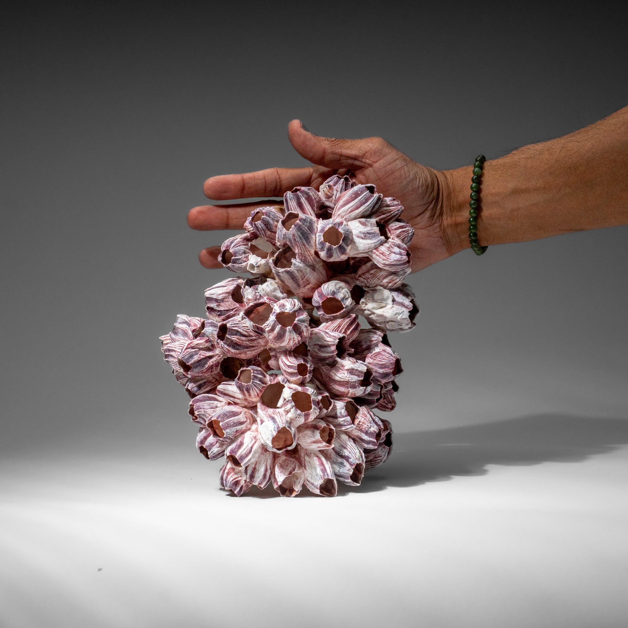 Genuine Purple Acorn Barnacle Cluster (1 lb)