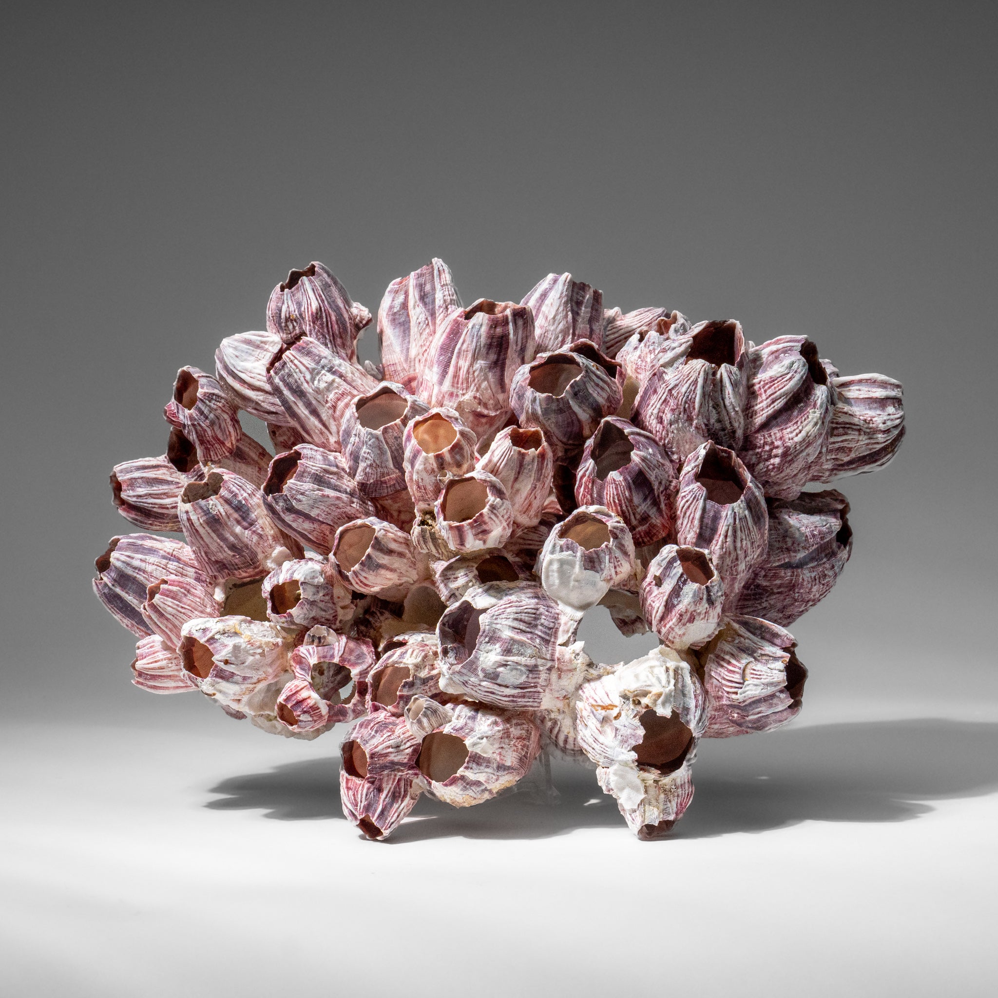 Genuine Purple Acorn Barnacle Cluster (1 lb)