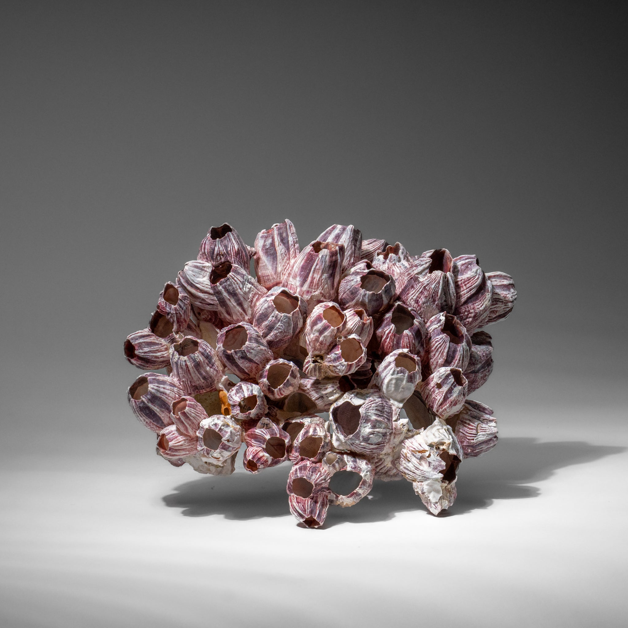 Genuine Purple Acorn Barnacle Cluster (1 lb)