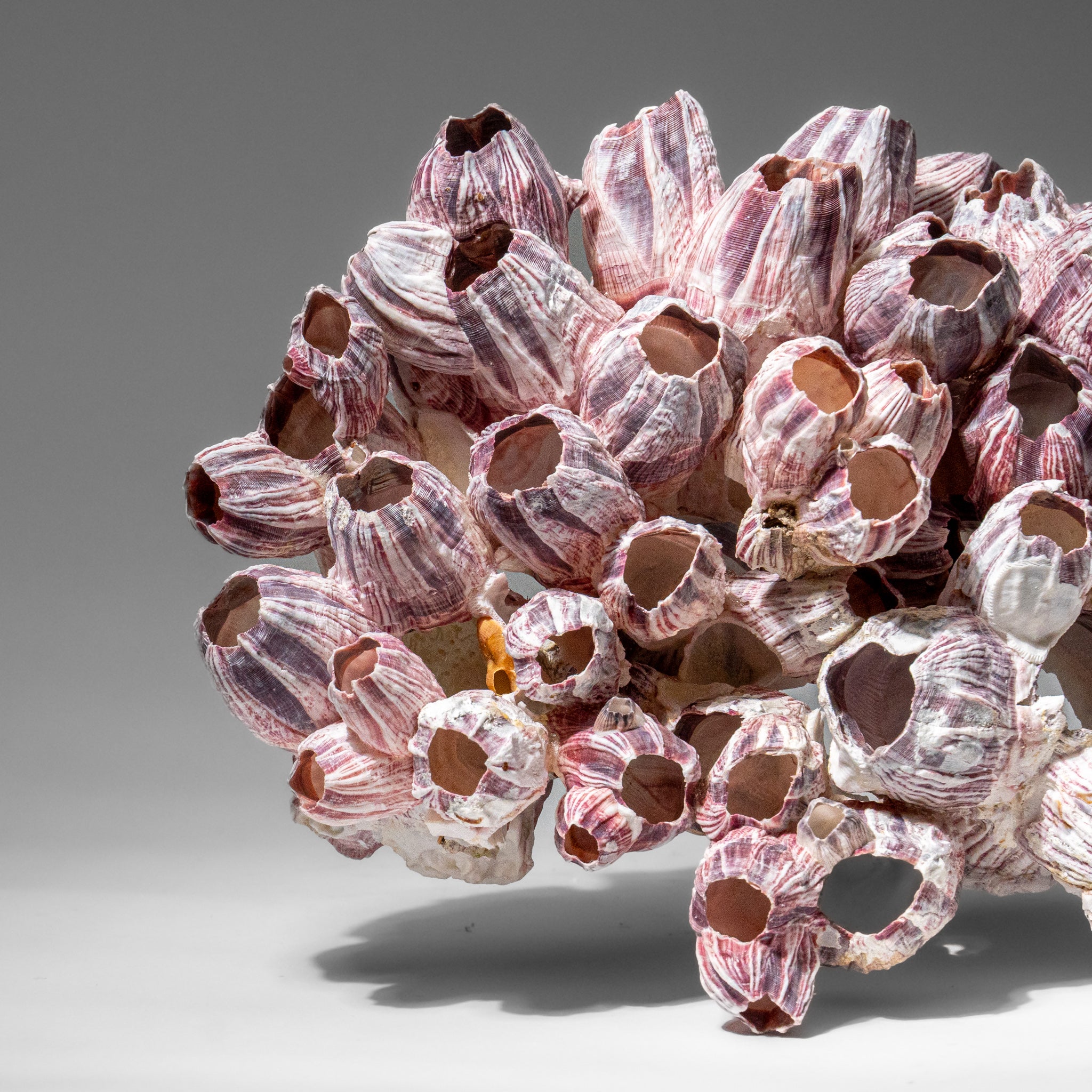 Genuine Purple Acorn Barnacle Cluster (1 lb)