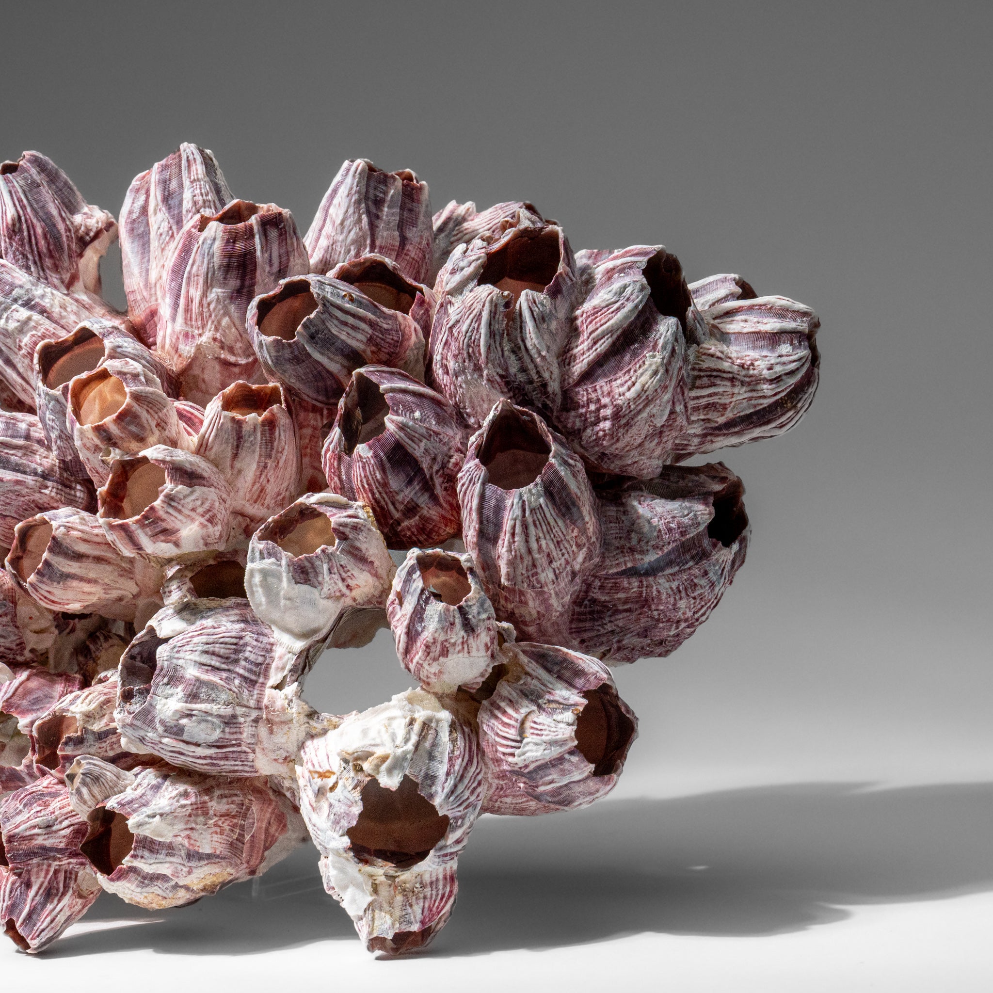 Genuine Purple Acorn Barnacle Cluster (1 lb)