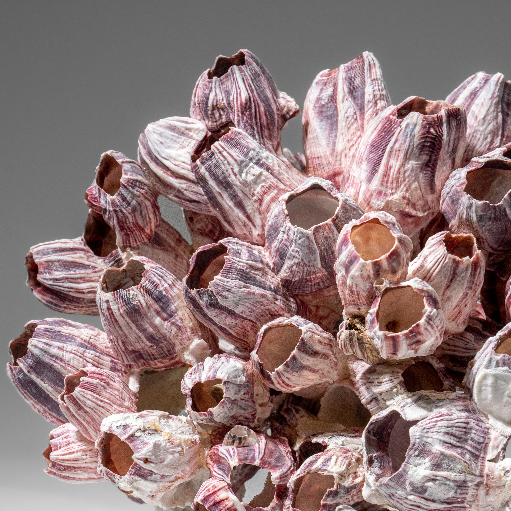 Genuine Purple Acorn Barnacle Cluster (1 lb)