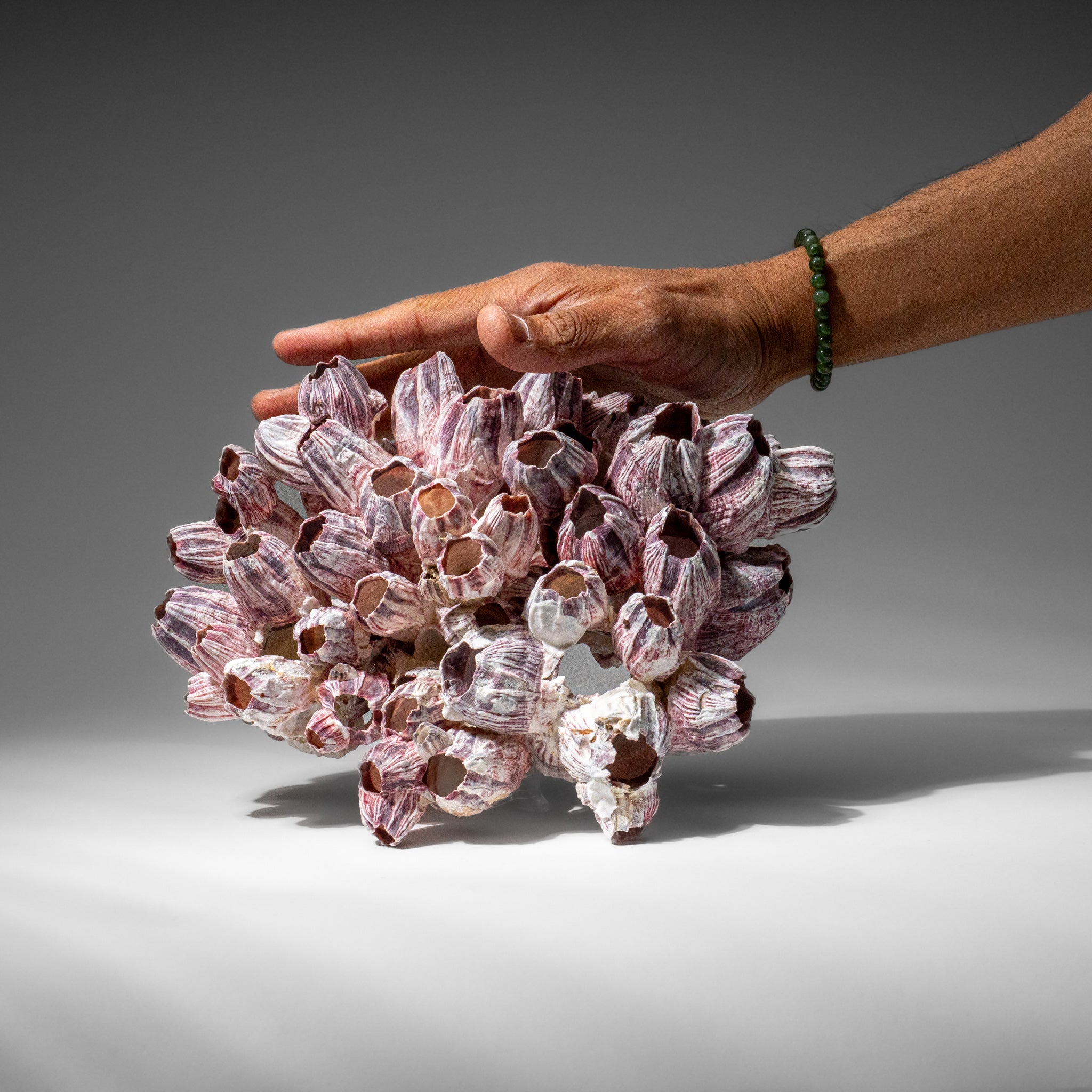 Genuine Purple Acorn Barnacle Cluster (1 lb)