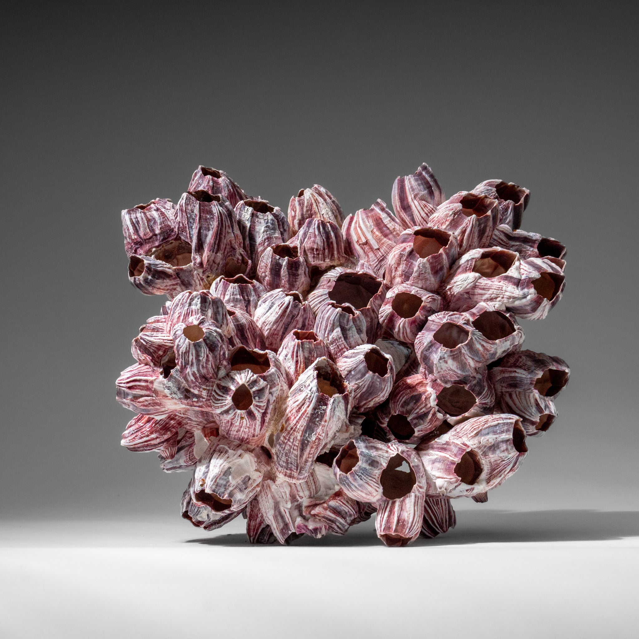 Genuine Purple Acorn Barnacle Cluster (1.5 lbs)