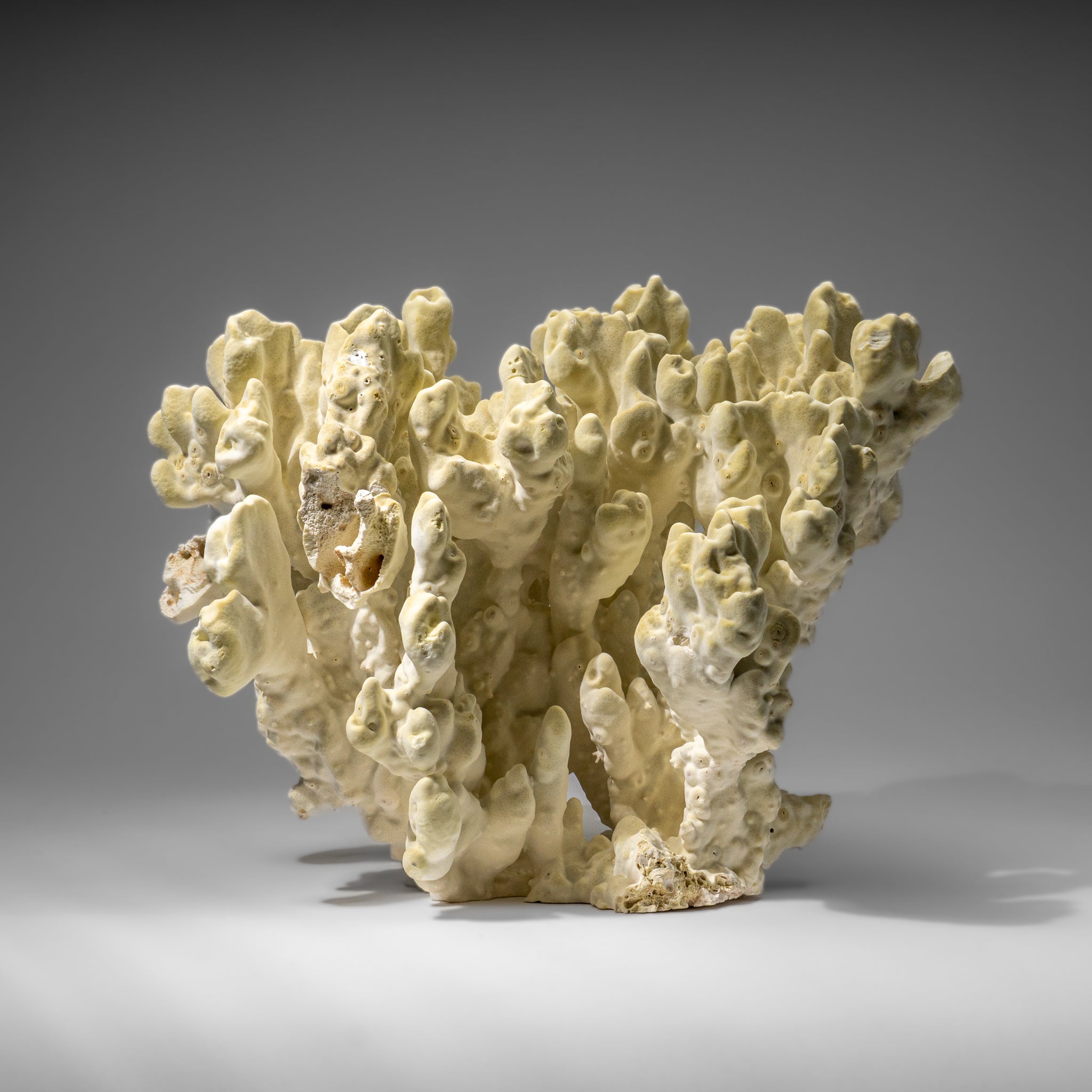 Genuine Natural Green Fire Coral (11" 9.5 lbs)